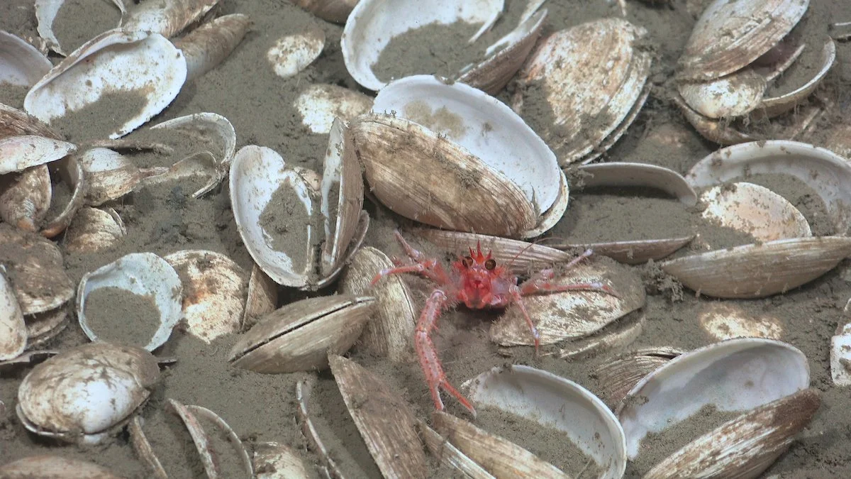 Squat lobster in clams. Credit Schmidt Ocean Institute