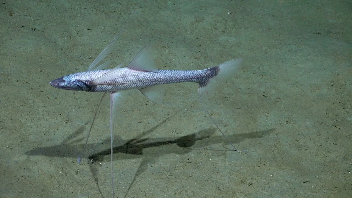 Tripod Fish. Credit Schmidt Ocean Institute