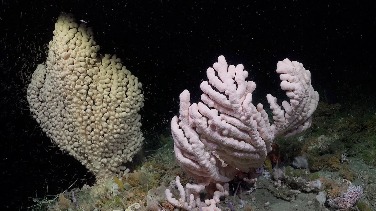 Paragorgia corals. Credit Schmidt Ocean Institute
