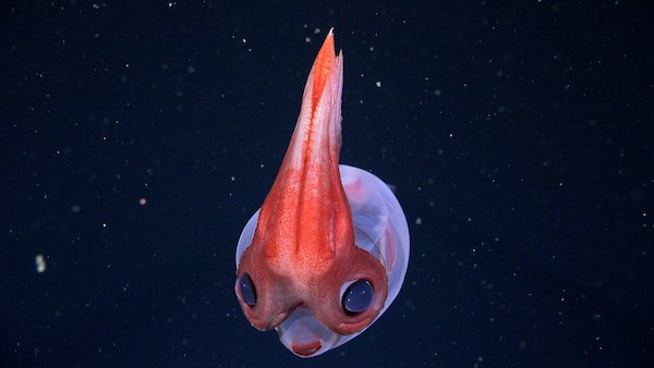 Glass Squid. Credit Schmidt Ocean Institute