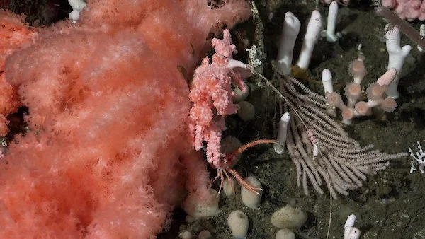Squat lobster hiding among corals. Credit Schmidt Ocean Institute
