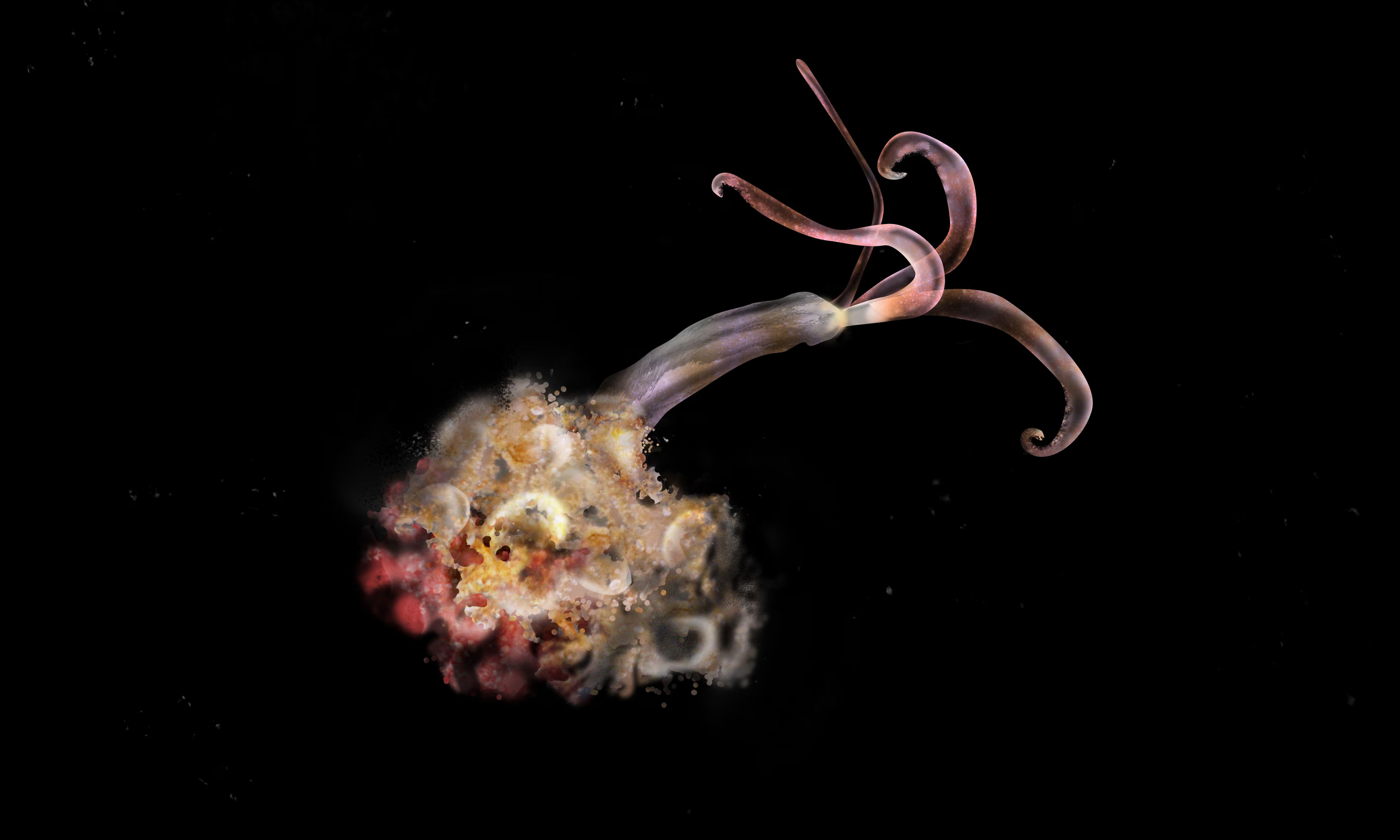 the zombie worm against a black background. it has long tentacles on one end, and the other like a ball of material that it is anchored in