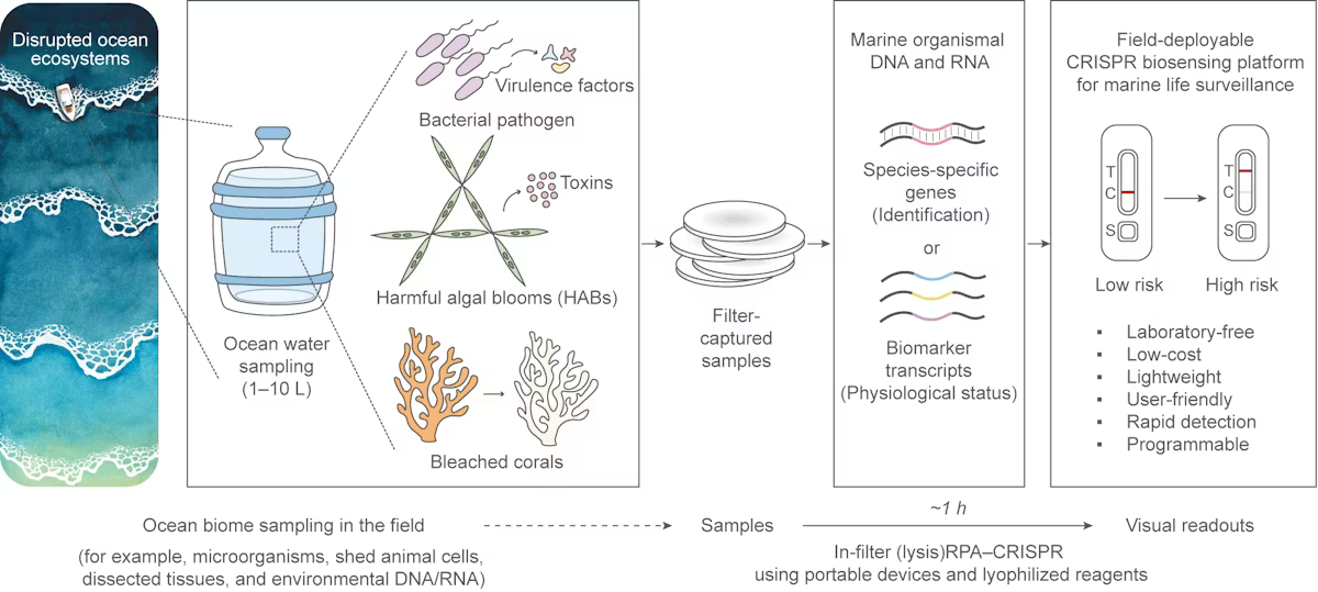 A graphic from the paper illustrating water sampling, pathogens, algae, and bleached corals, filters, biomarkers, and the paper test (looks a bit like a covid test)