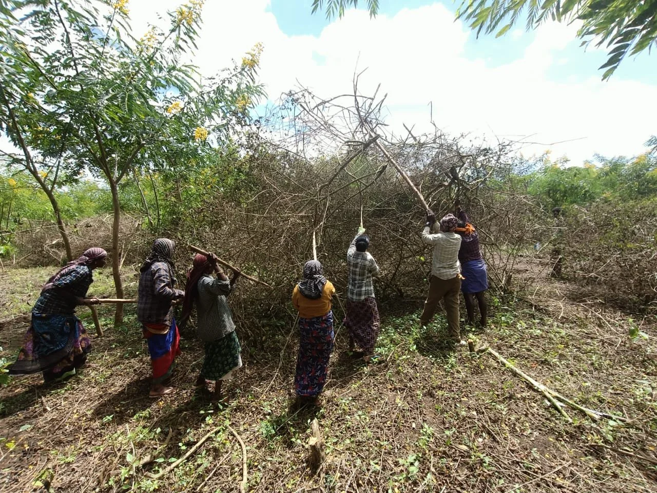 Manual removal of Lantana C 