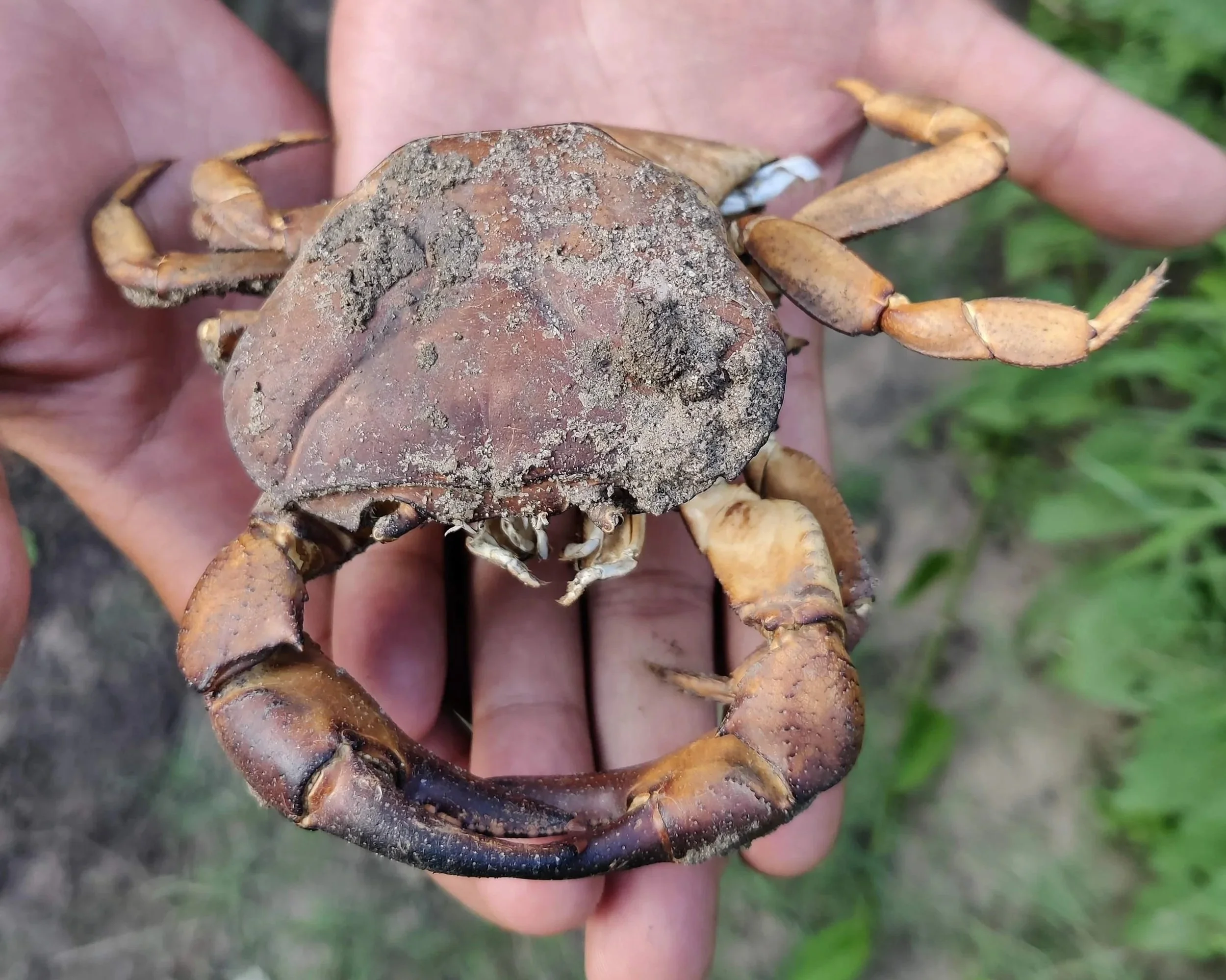 Freshwater crabs observed within the restoration site.