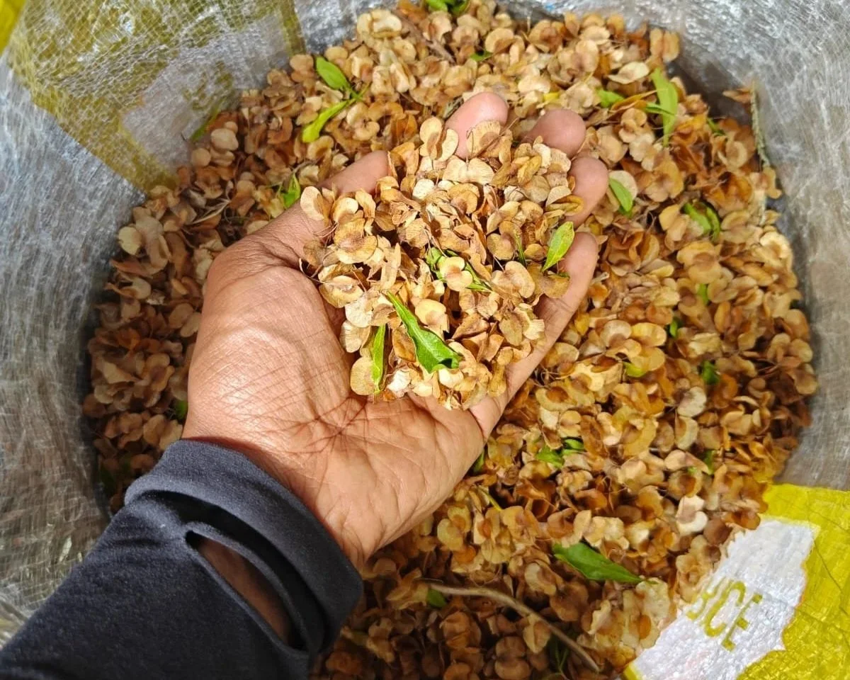 Seed collection of Dodonaea viscosa