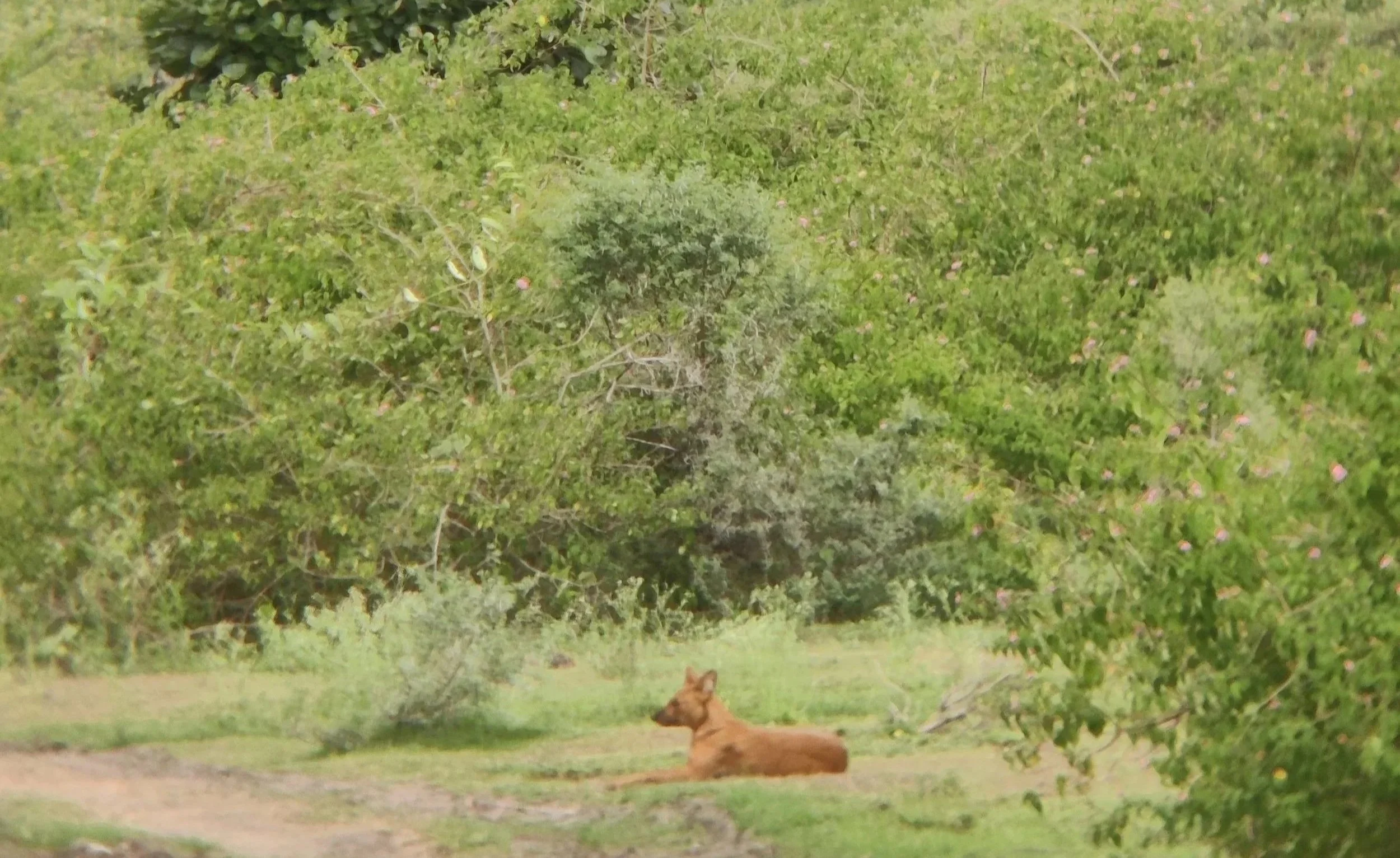 Wild dogs (dholes, Cuon alpinus) traversing through the restoration site