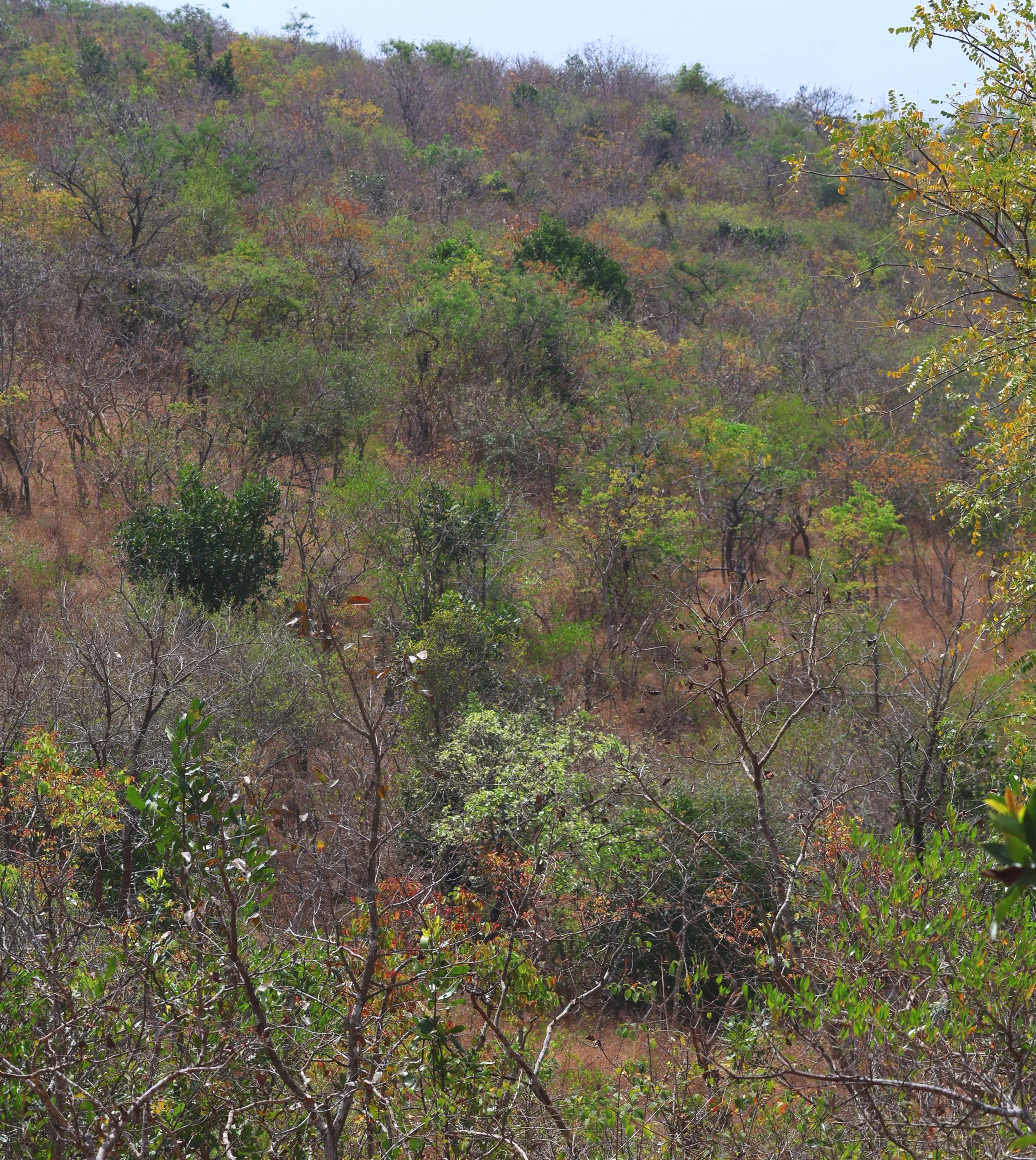 Habitat Recovering observed in 2024
