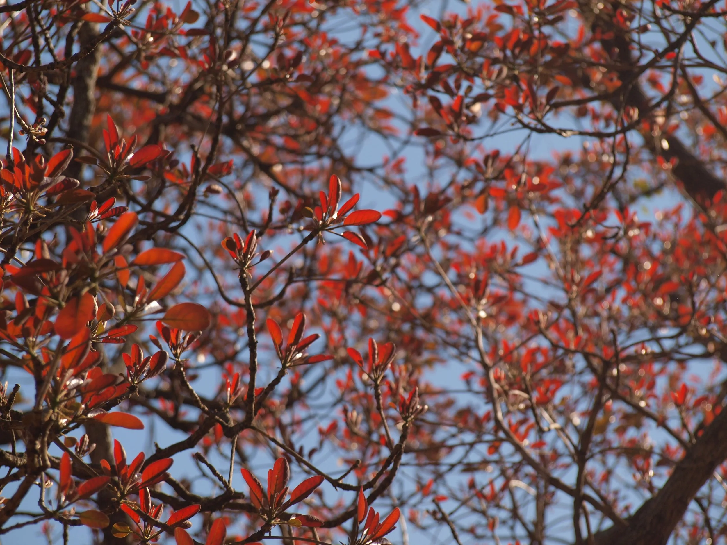 Hydro-Eco Restoration in collaboration with Junglescapes charitable trust