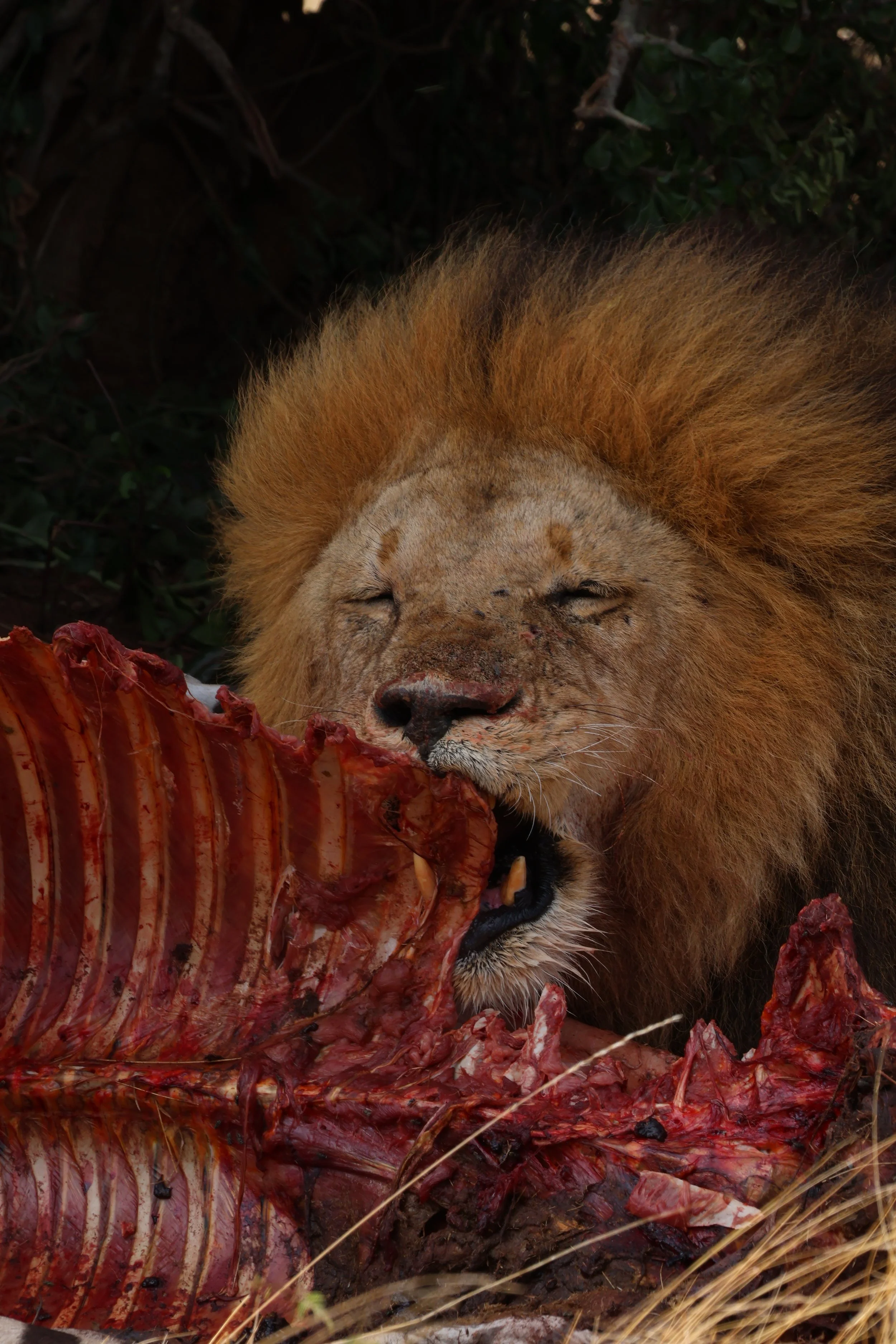 Maasai Mara National Reserve