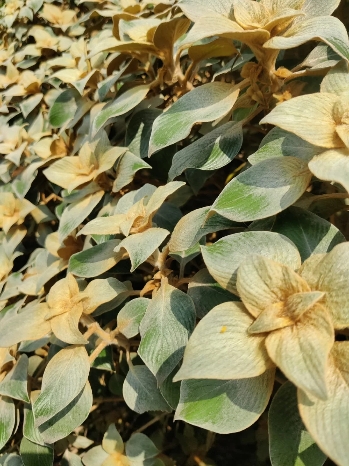 WhatsApp Image 2025-11-25 at 06.45.41_5b90f977.jpg