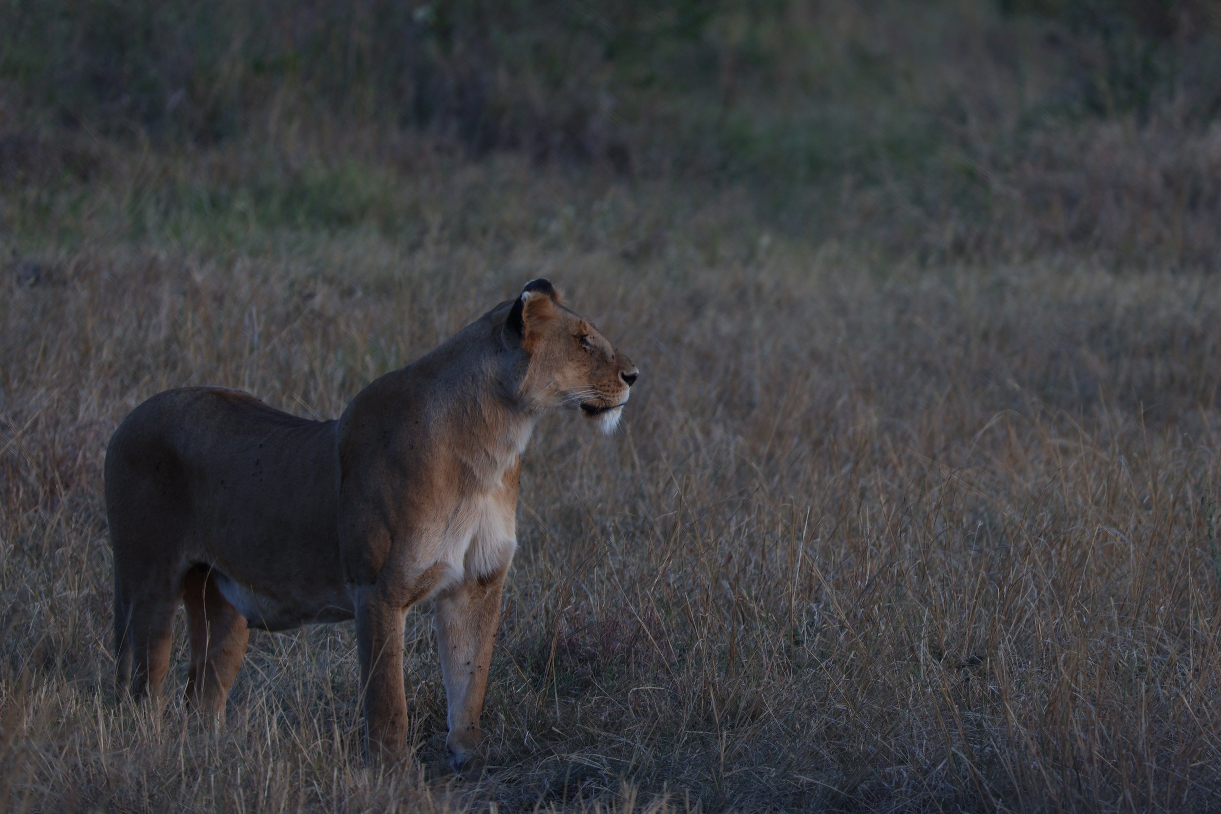 Maasai Mara National Reserve