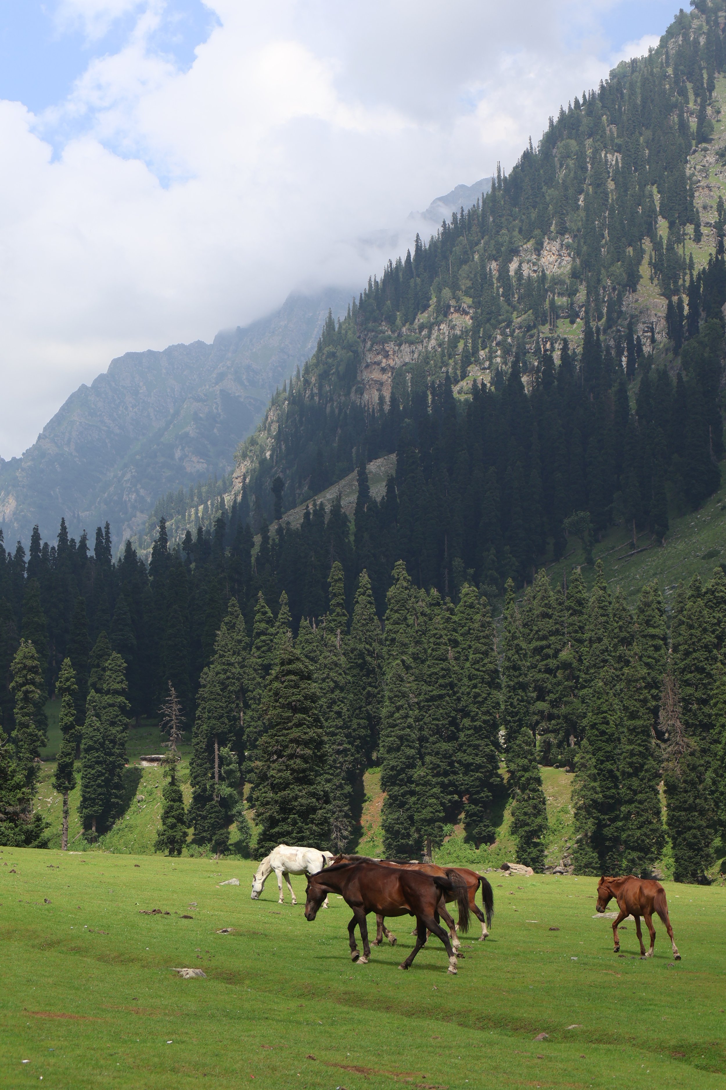 Aru Valley temperate forest
