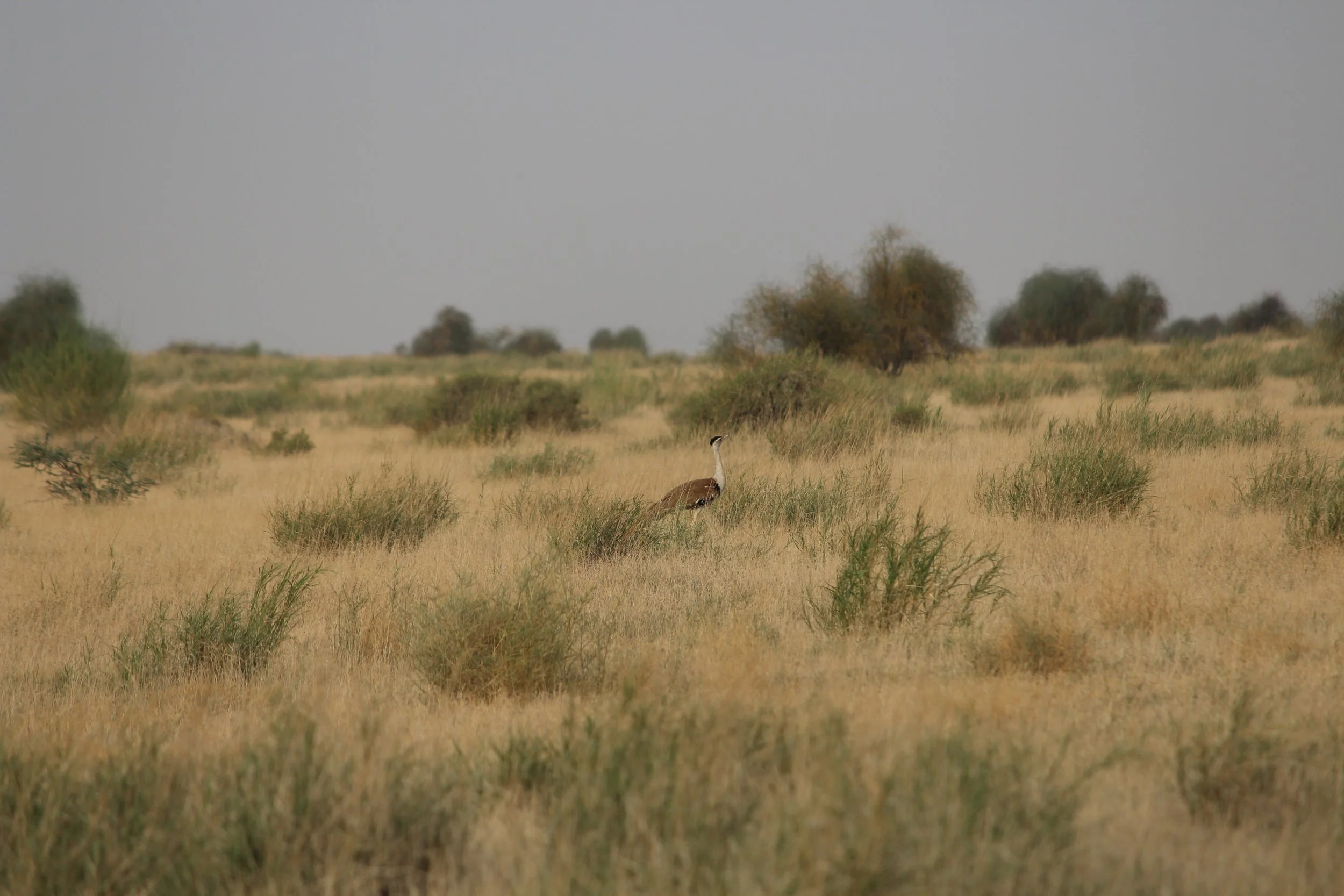 "Critically Endangered" Great Indian Bustard