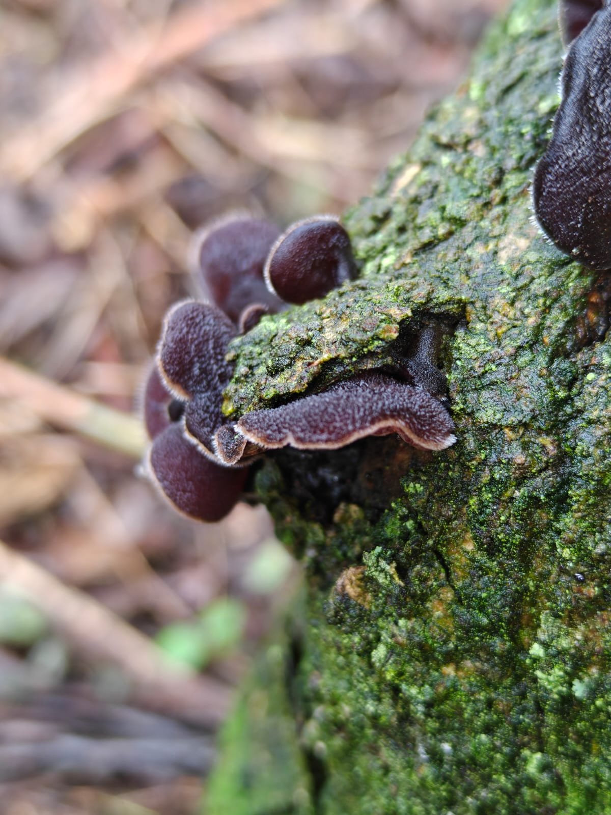 WhatsApp Image 2025-11-25 at 06.36.27_a2033469.jpg