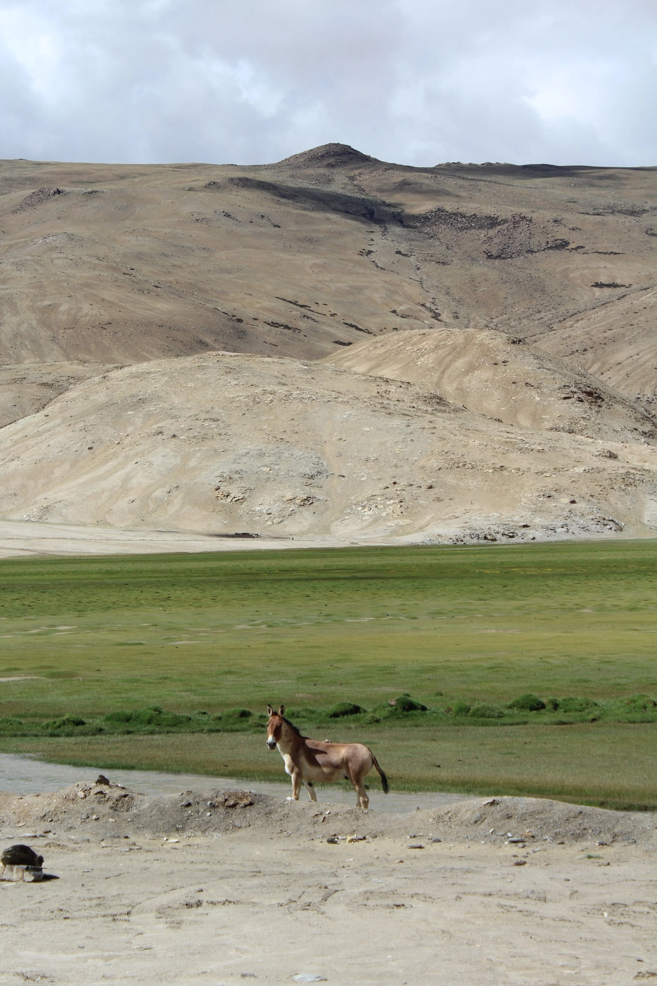 The kiang (Equus kiang)