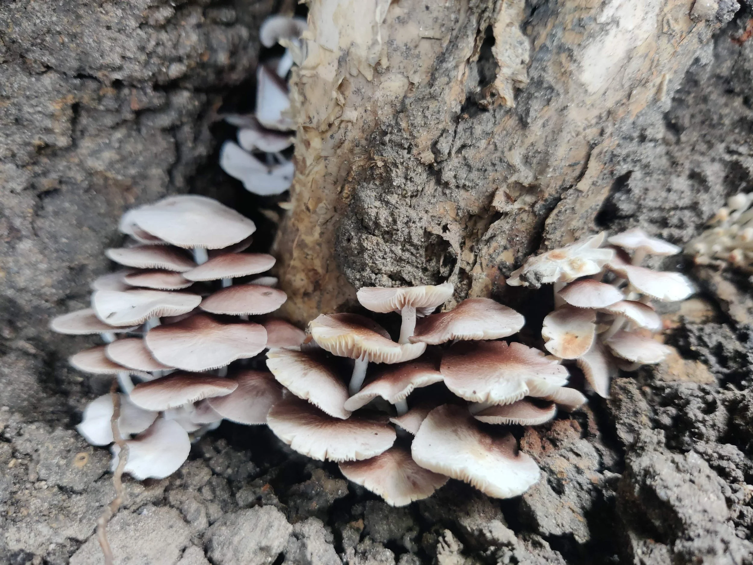 Documenting the mycelial network across the restoration area