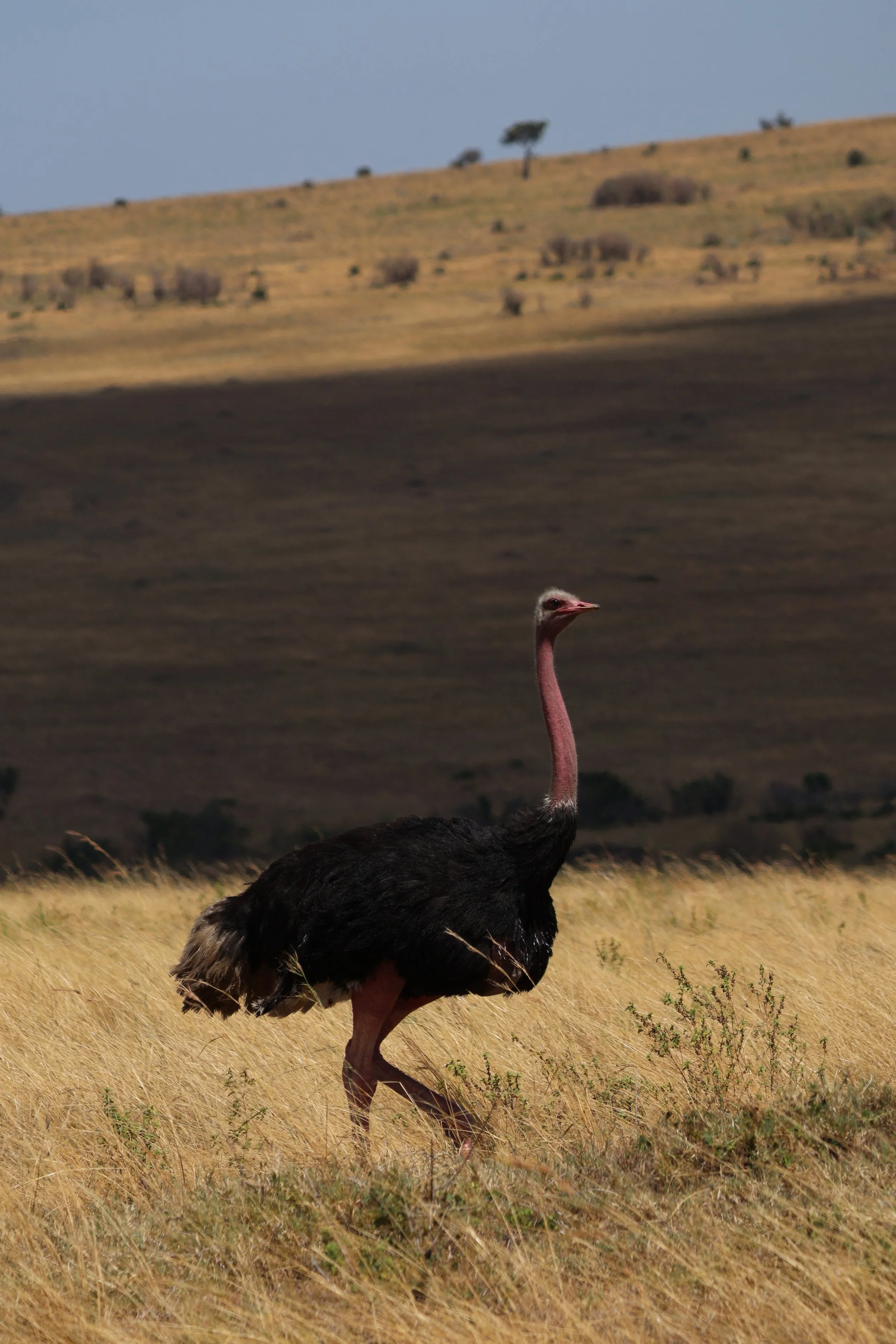 Masai ostriches, Maasai Mara National Reserve