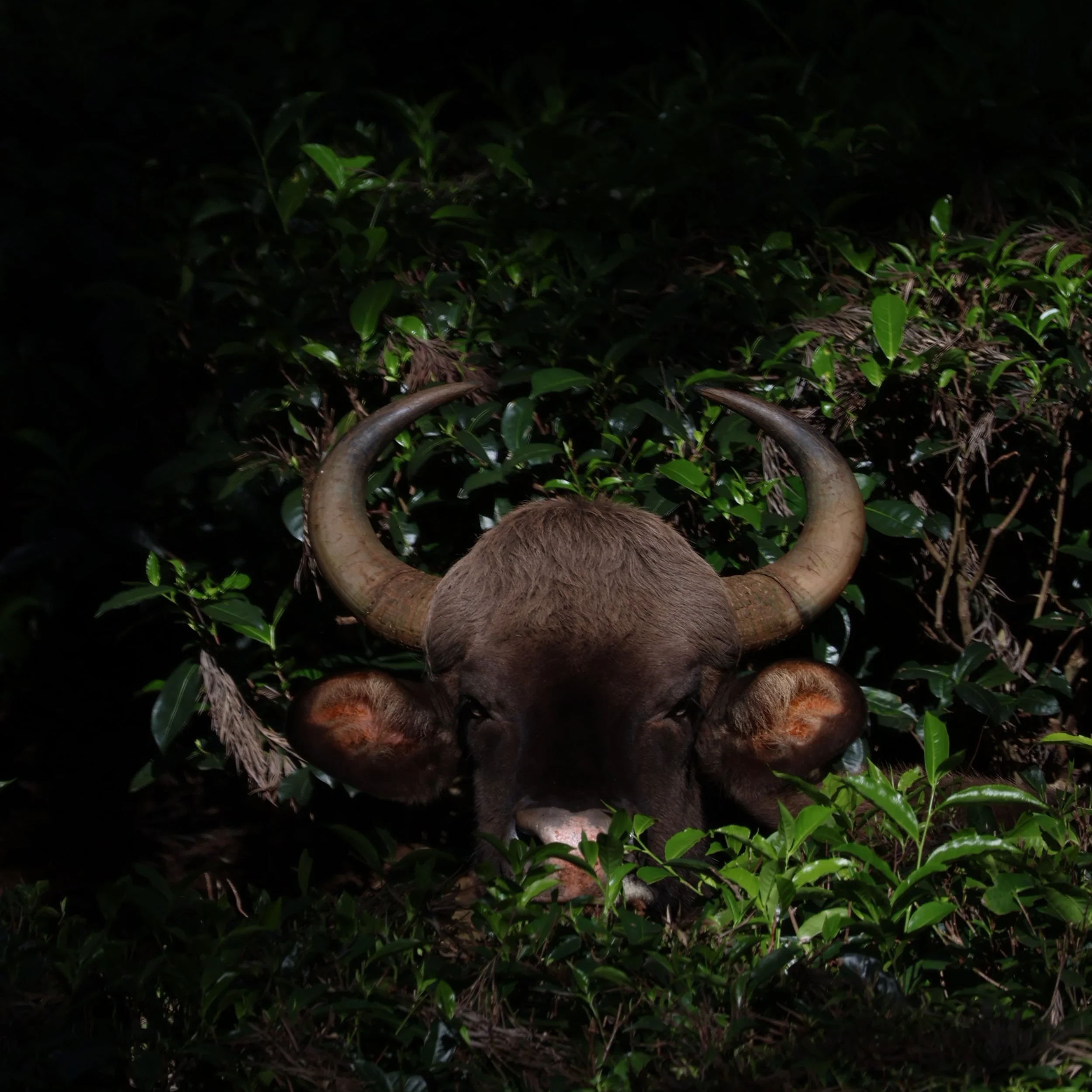 Blue-Green Infrastructure Plan for a Nilgiri Tea Landscape