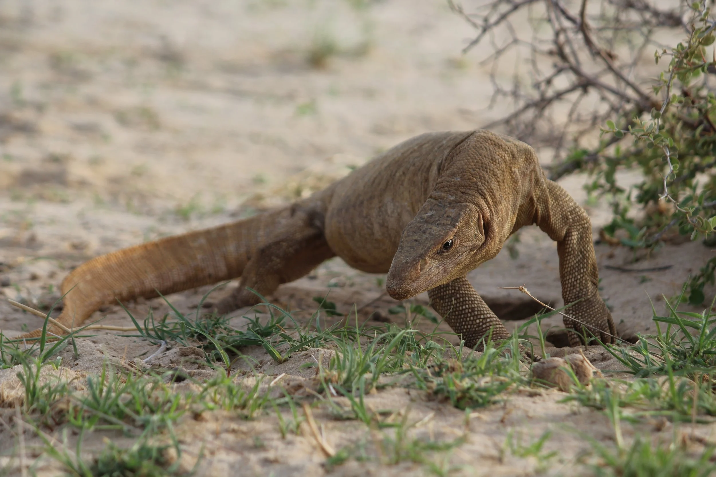 Desert Monitor lizard