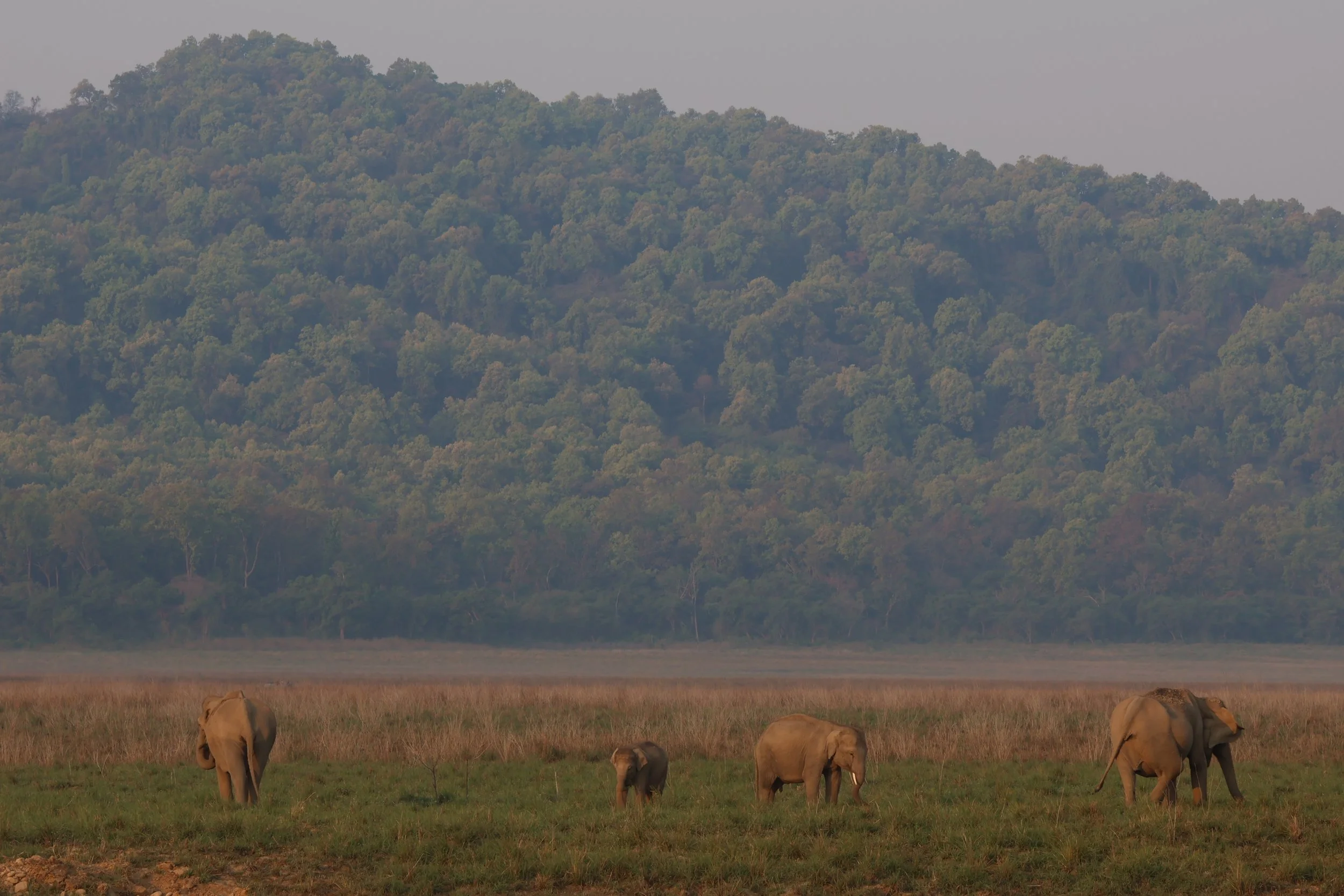 Elephats of Jim Corbett