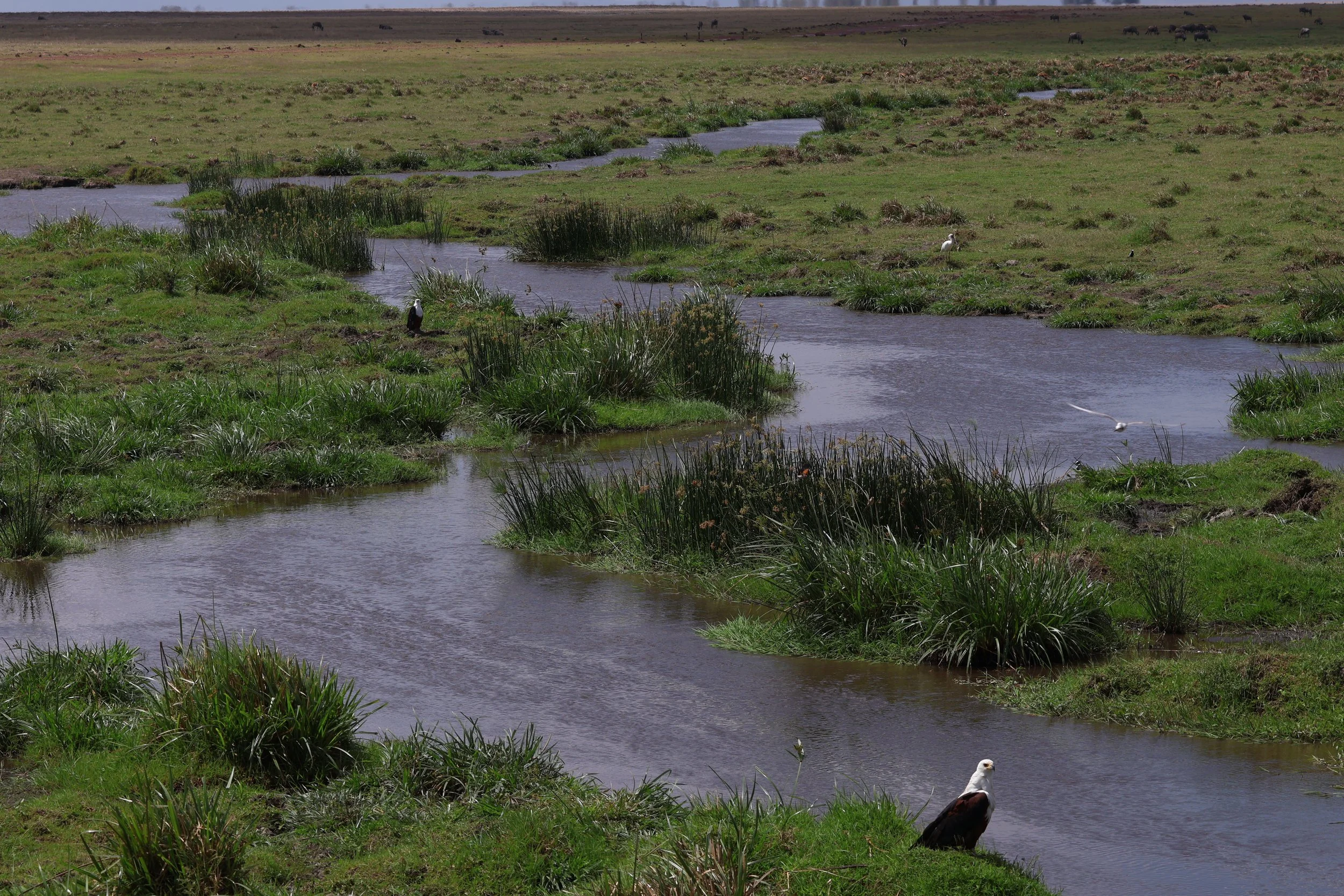 Amboseli National Park