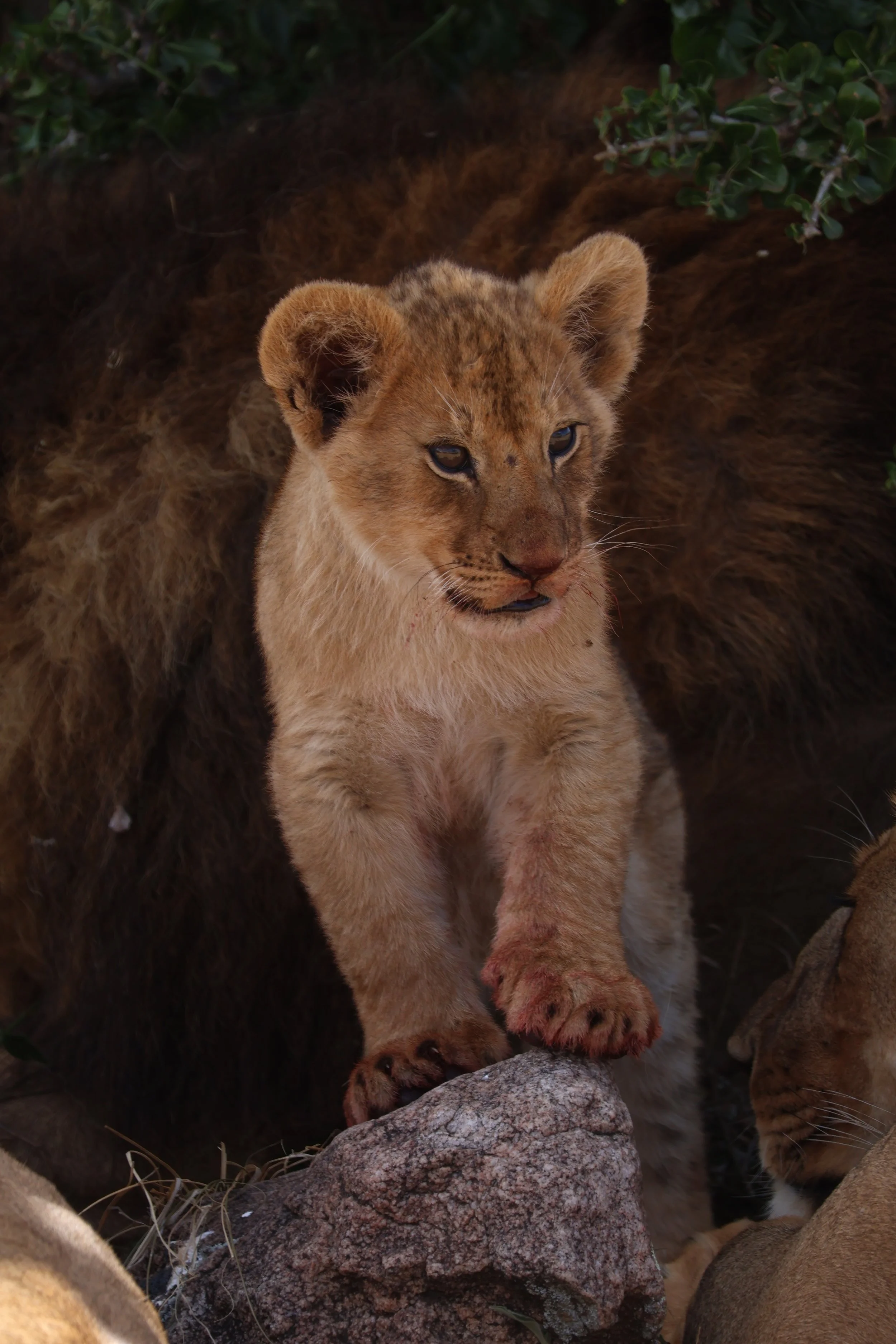  Maasai Mara National Reserve