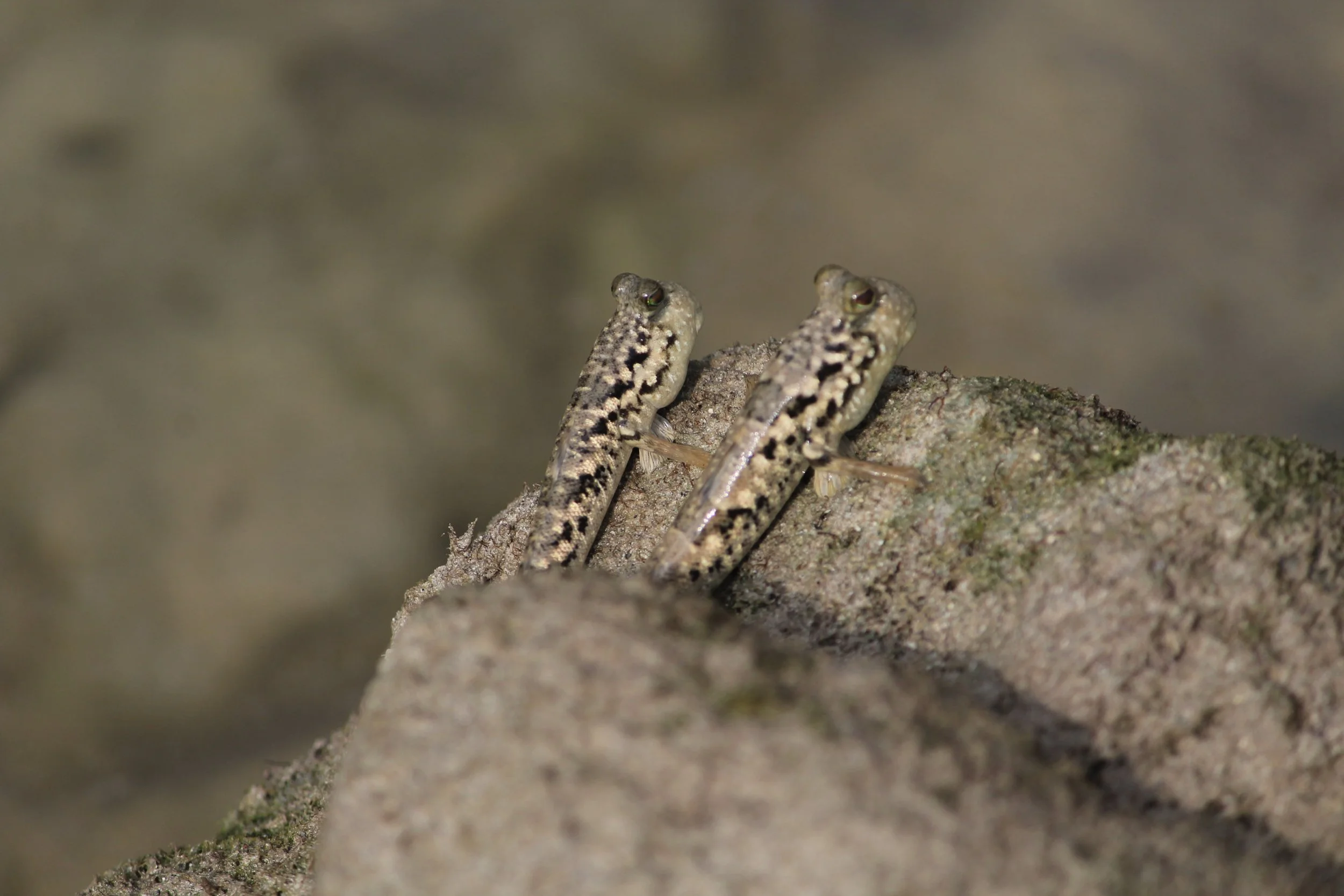 Mudskippers of Goa