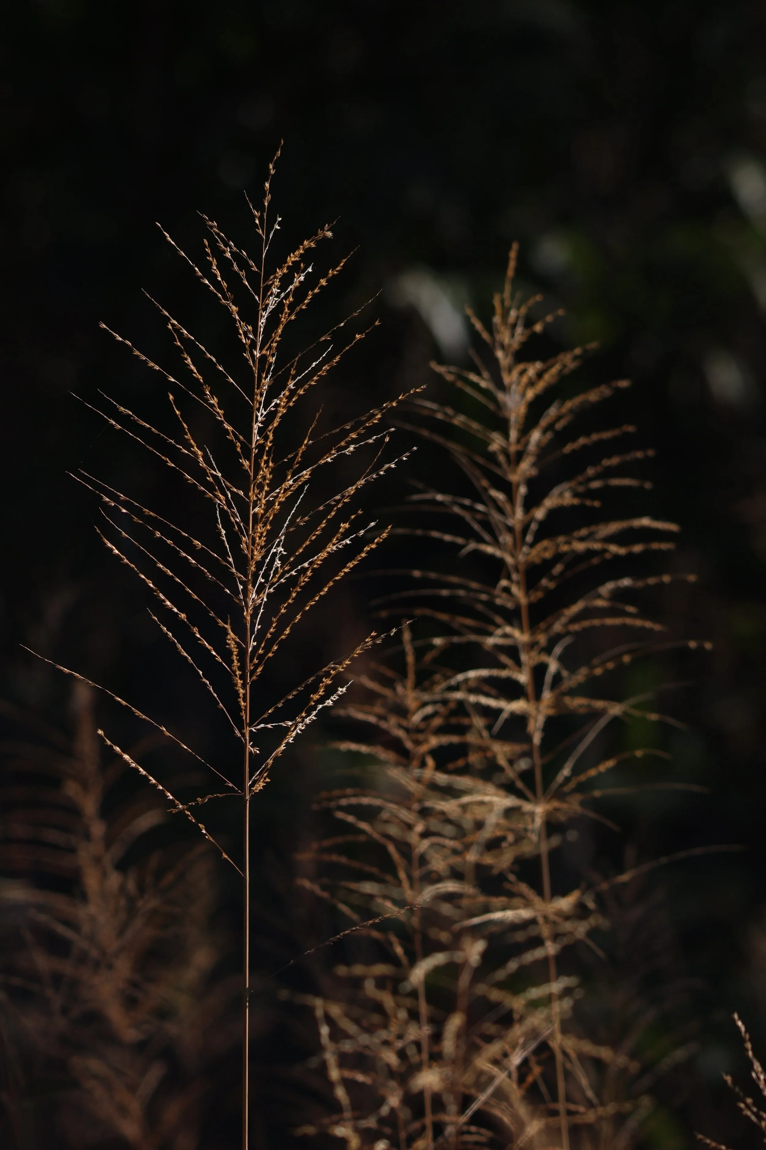 Kudremukha National Park