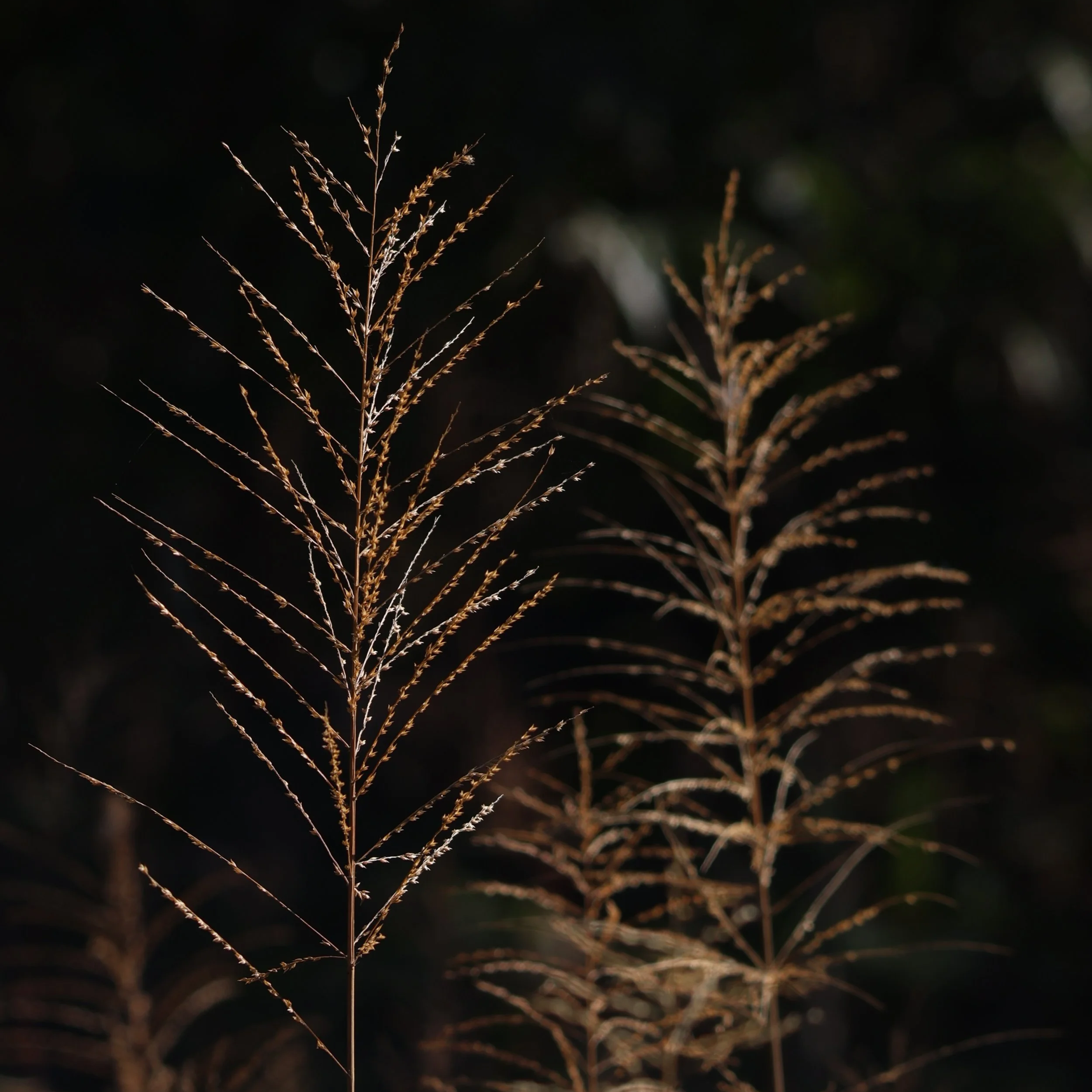 Heritage Estate Landscape – Nilgiris