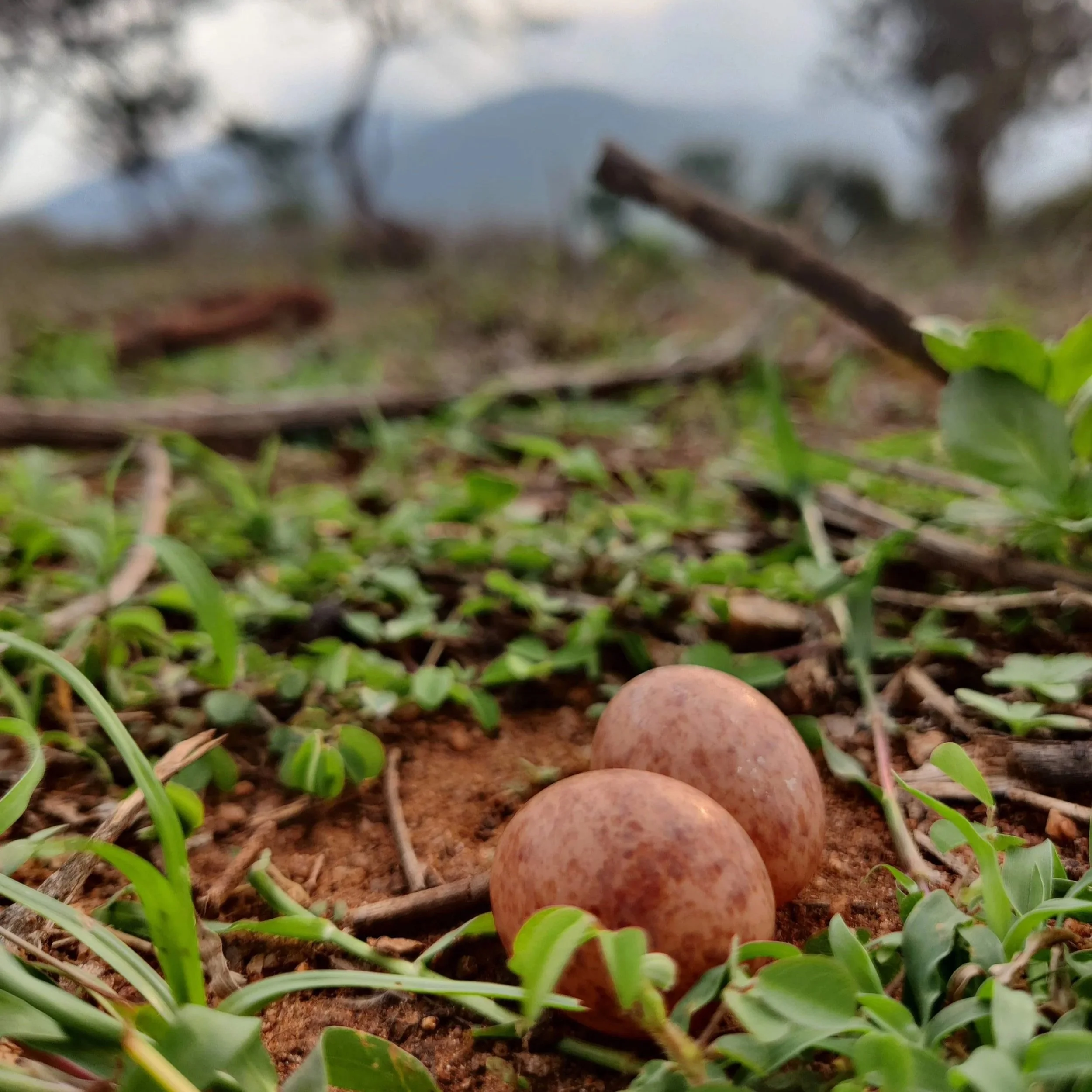 Wildlife Habitat Restoration – Bandipur