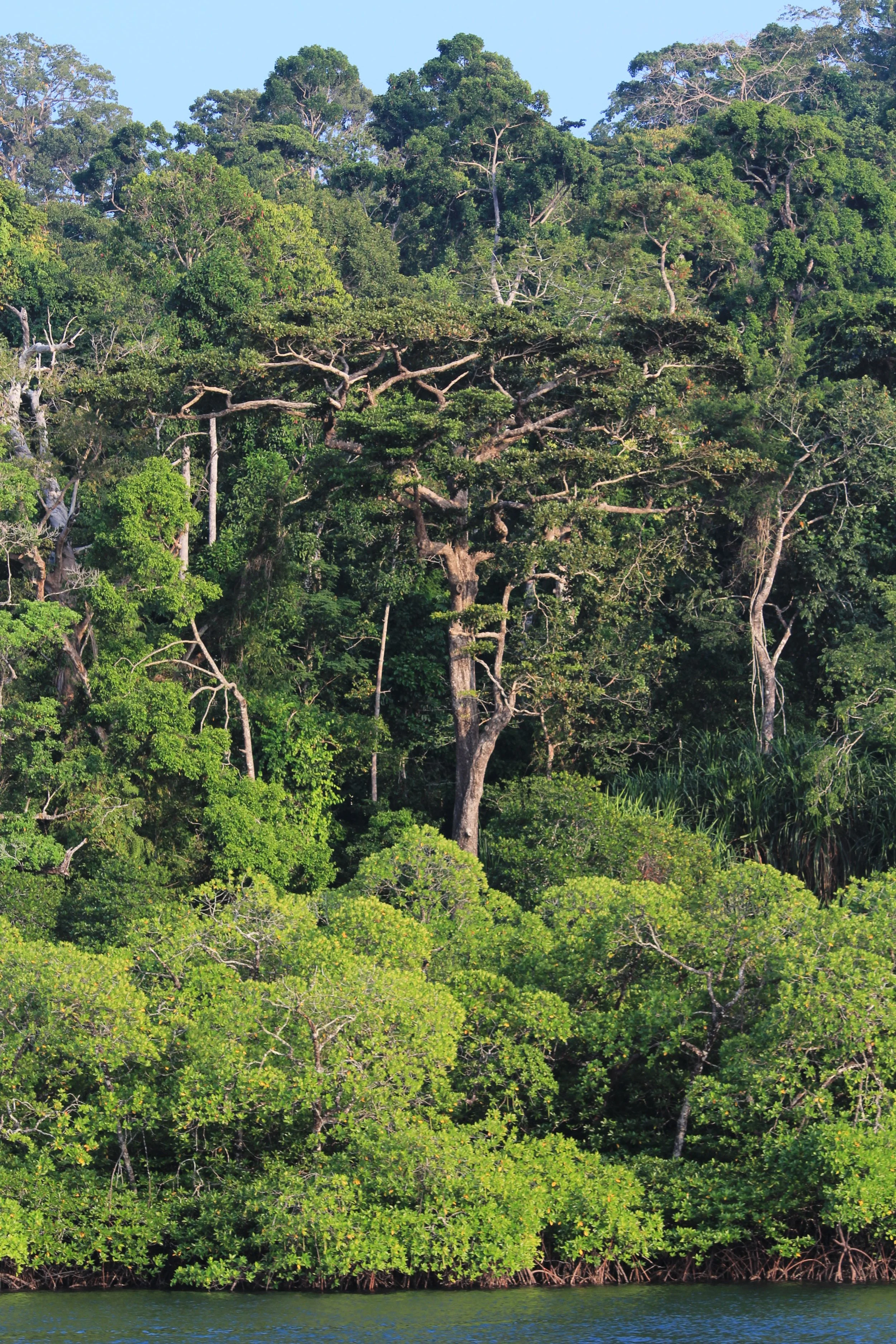 Andaman Islands tropical evergreen forests