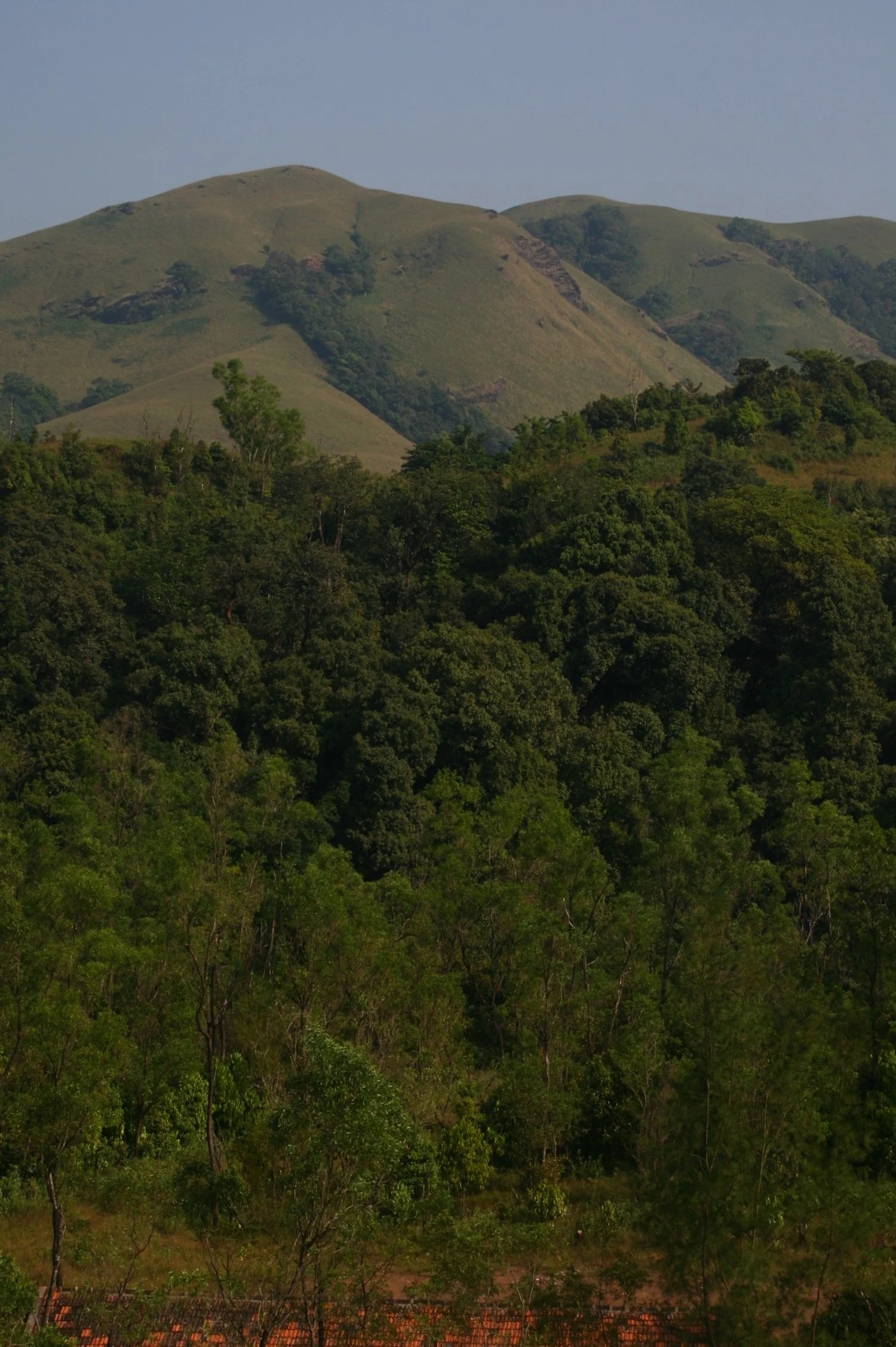 Shola Landscape of Western Ghats