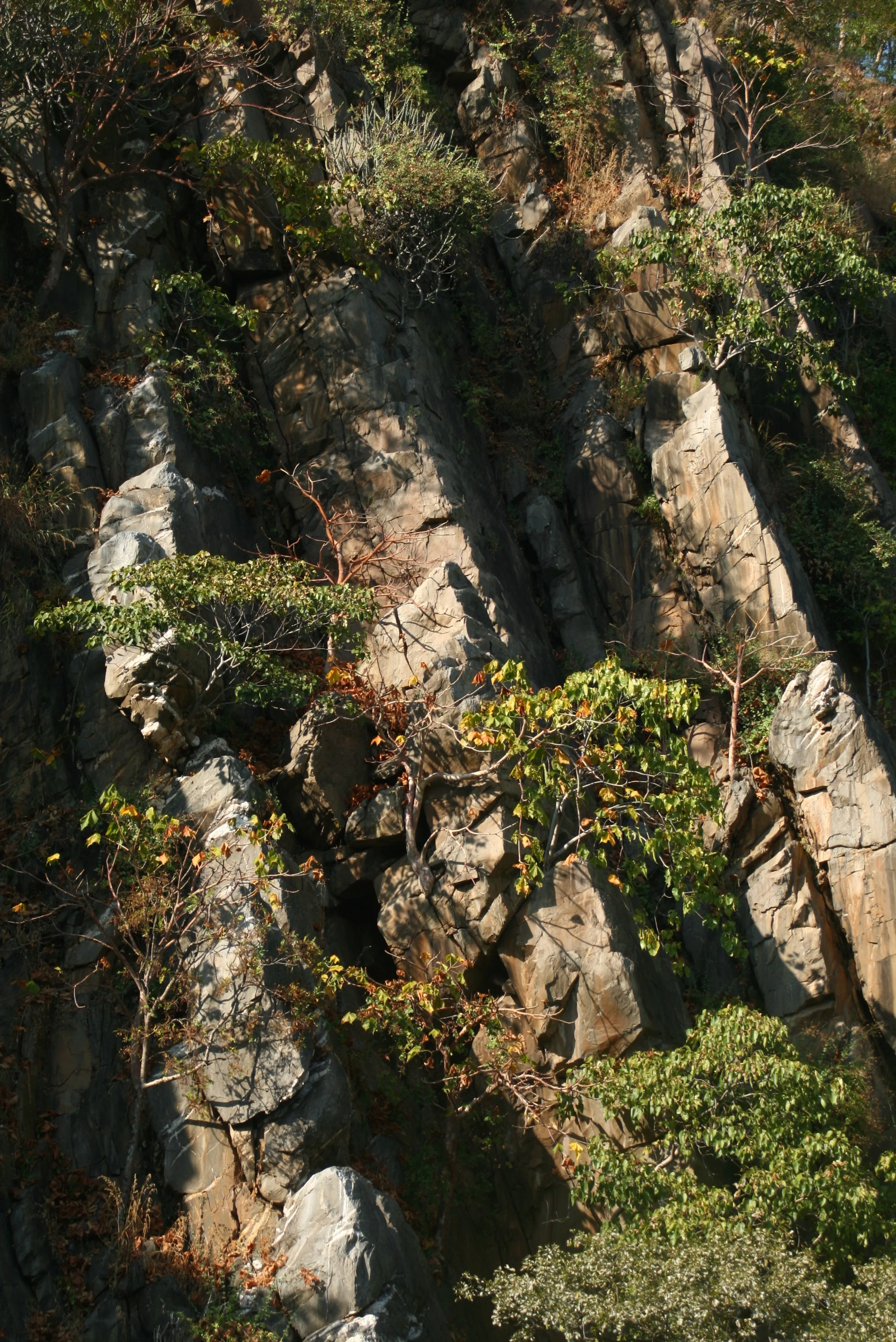 Polo forest, Aravalli range