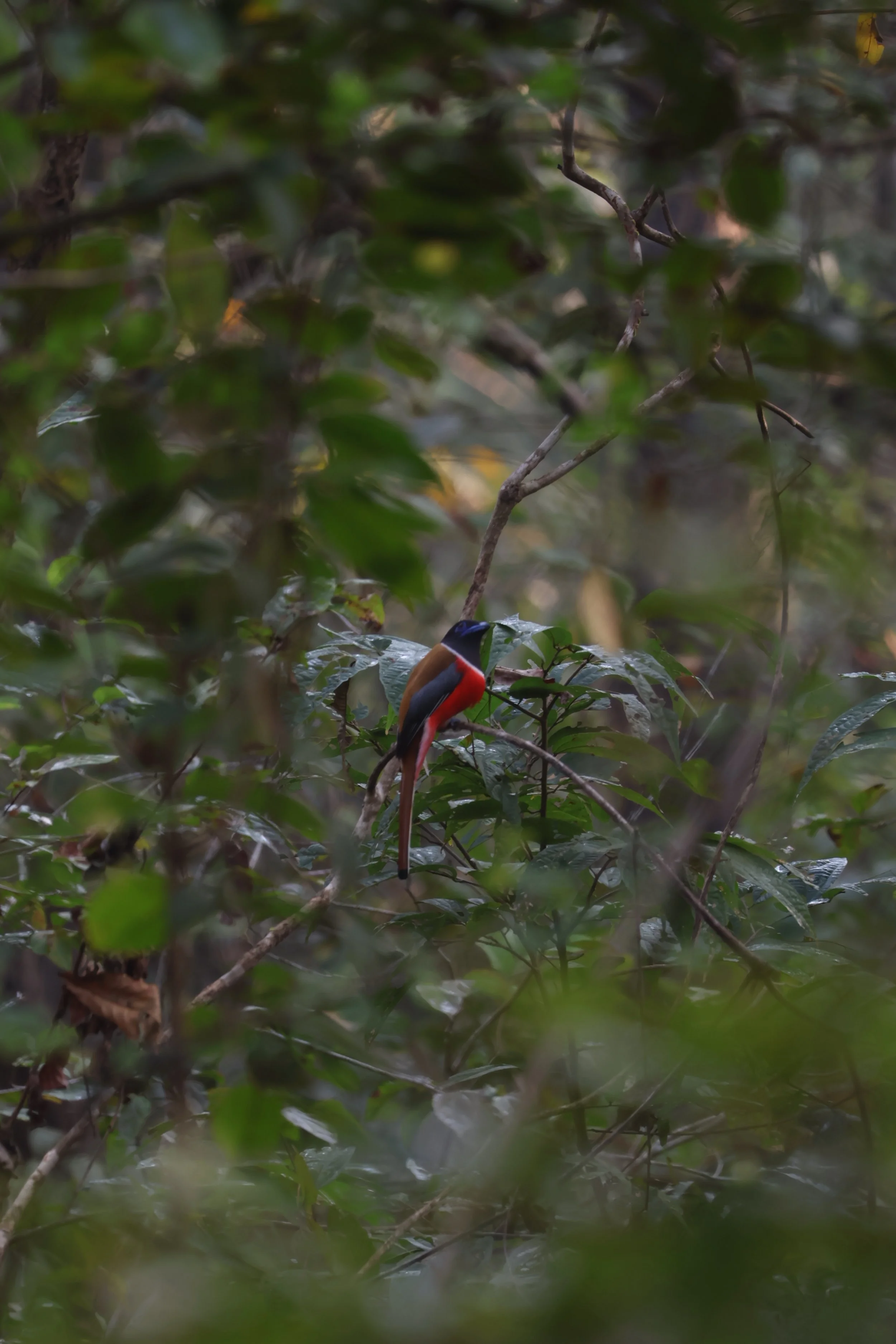  Malabar trogon (Harpactes fasciatus)