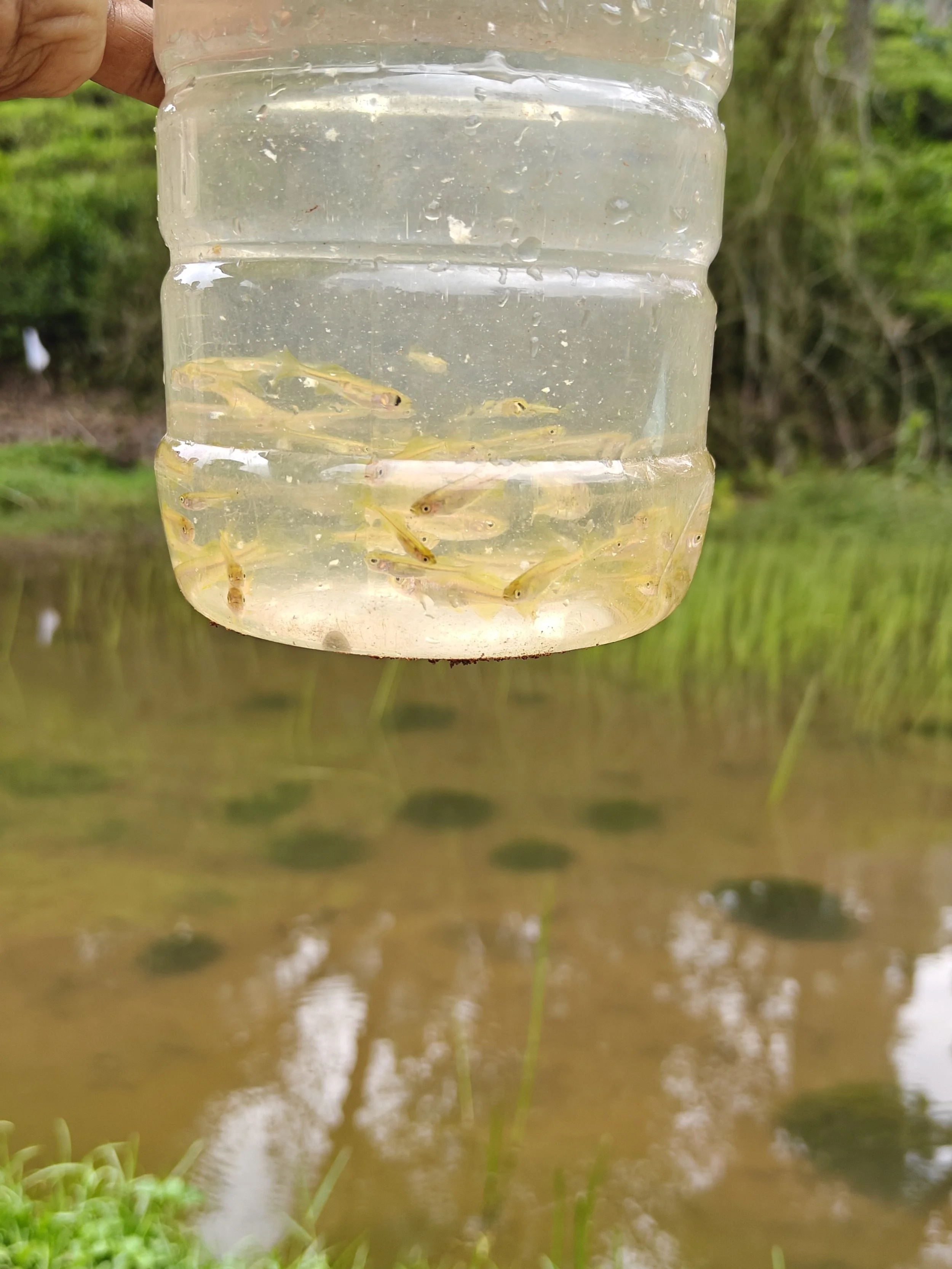 Malabar Danao found in the newly developed wetlands 