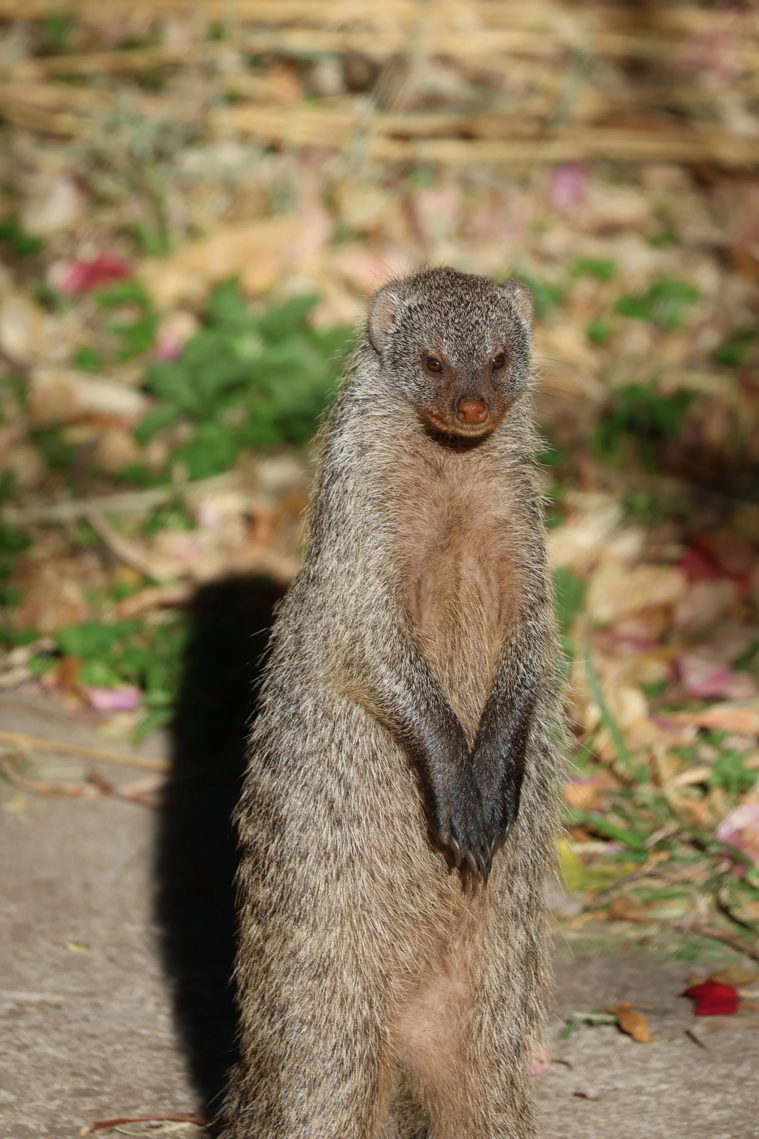 Maasai Mara National Reserve