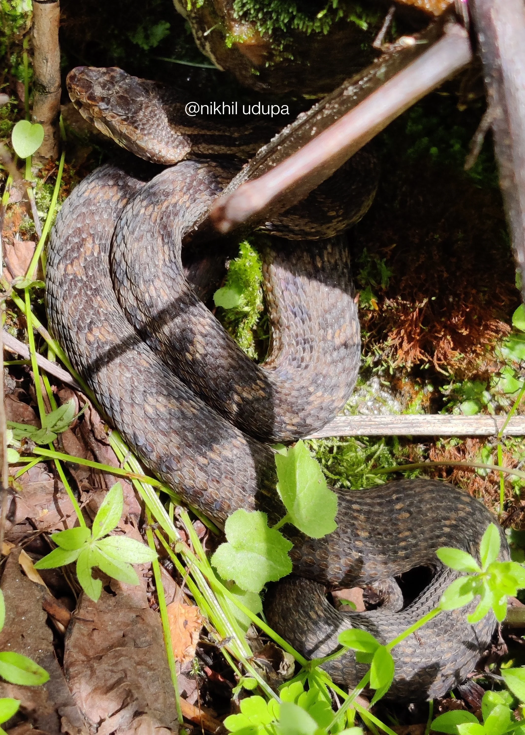 Western himalayan pit viper at 13800 ft