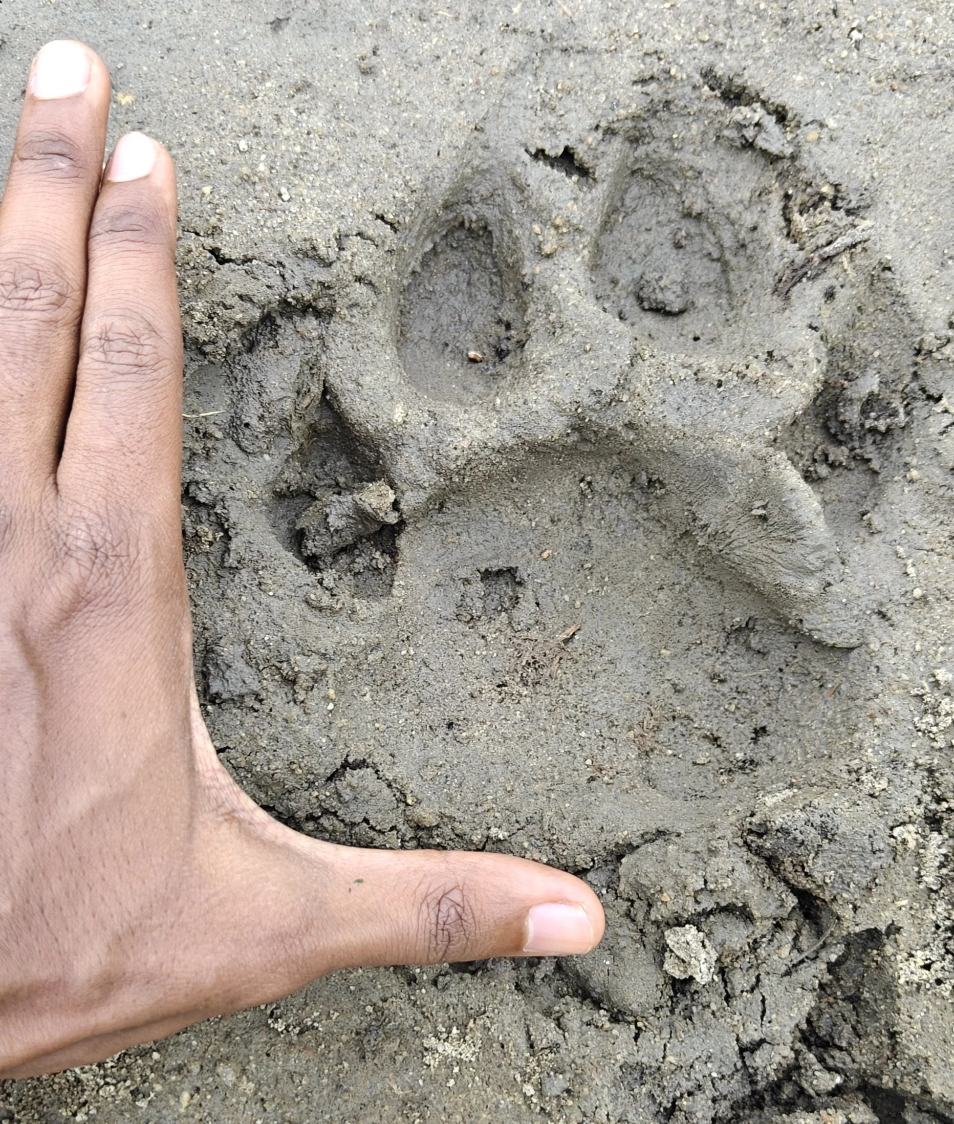 Wildlife movement showing positive signs of Restoration 