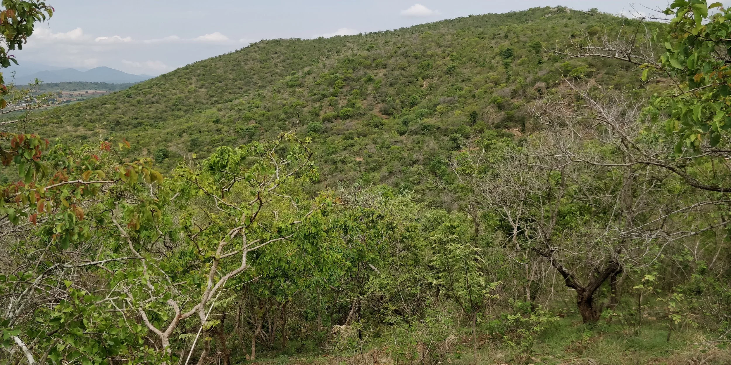 Heterogeneous habitats emerging as the watershed recovers