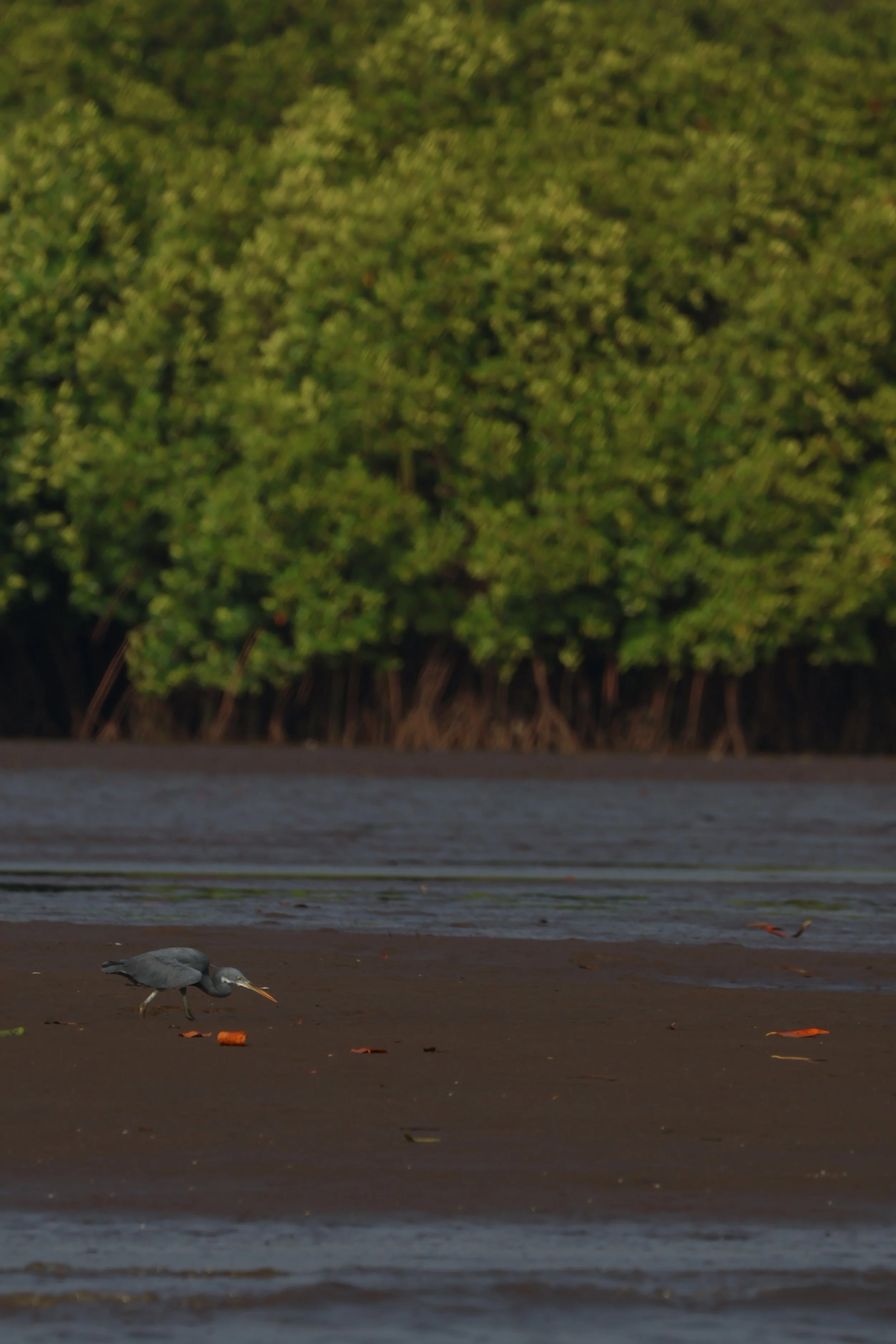 Salim Ali Bird Sanctuary