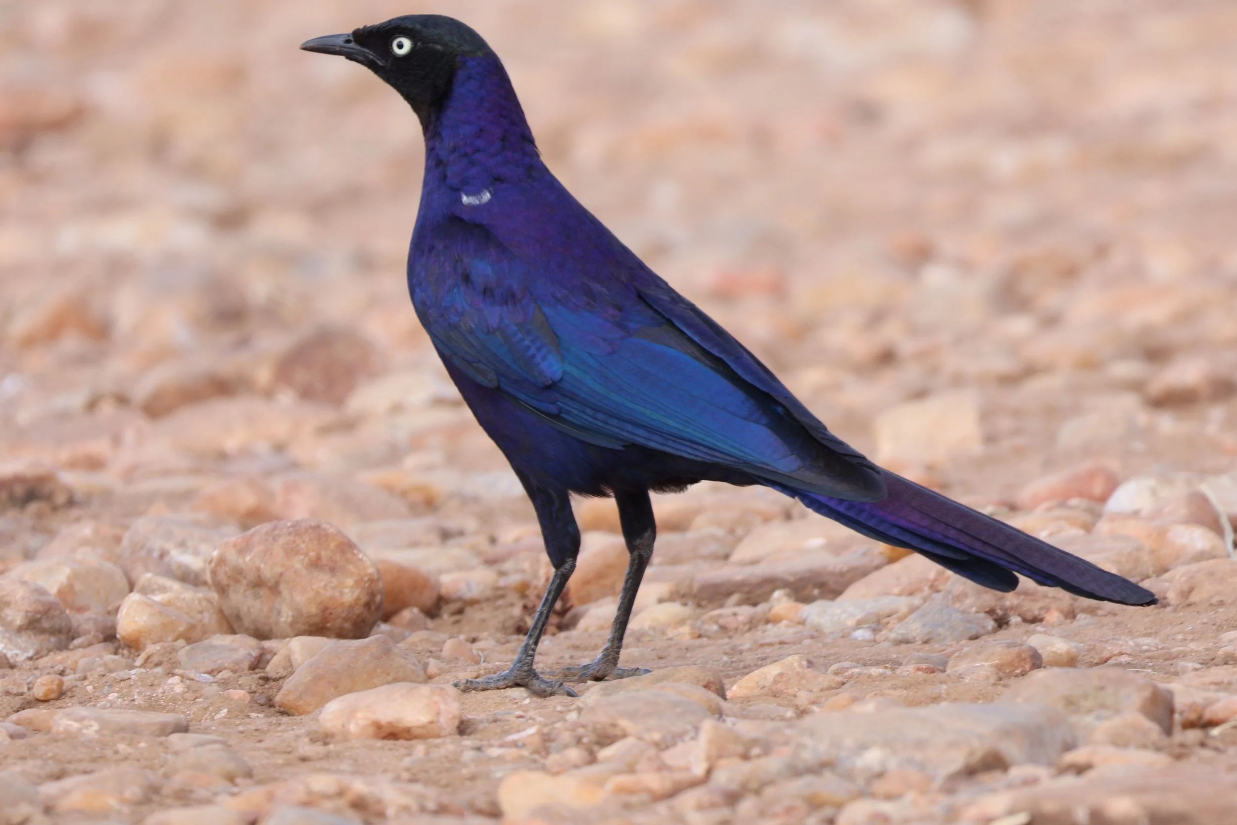 Purple starling, Masai mara national reserve