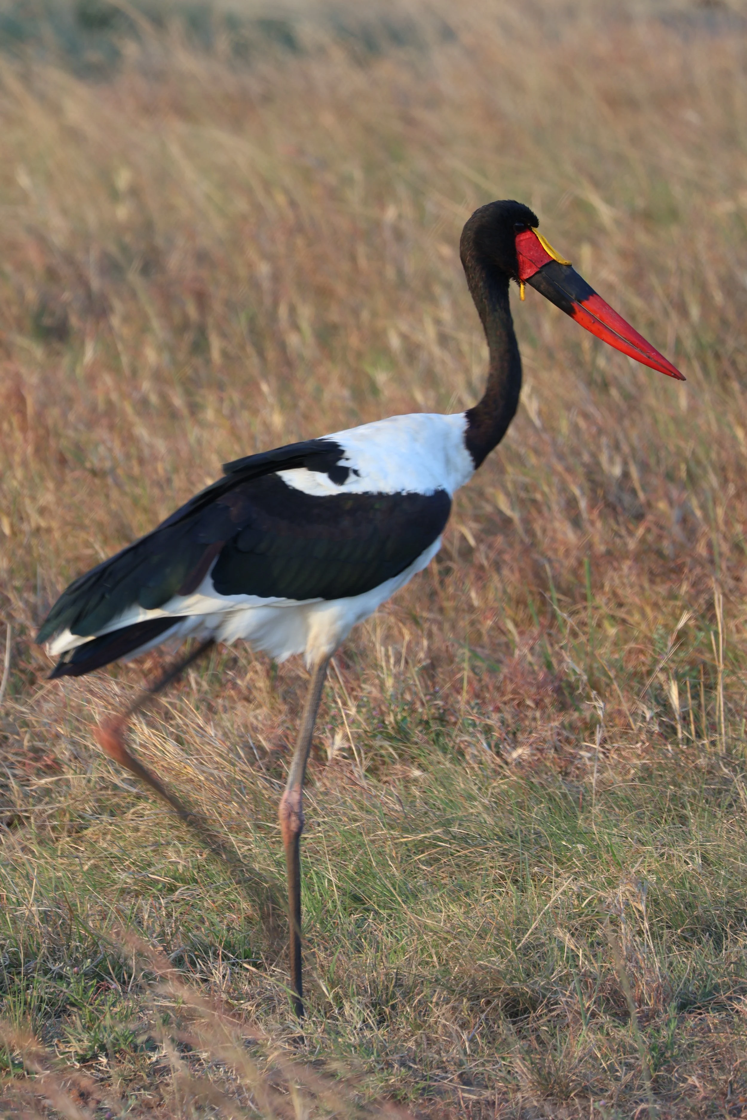 Saddle-billed stork,  Masai mara national reserve