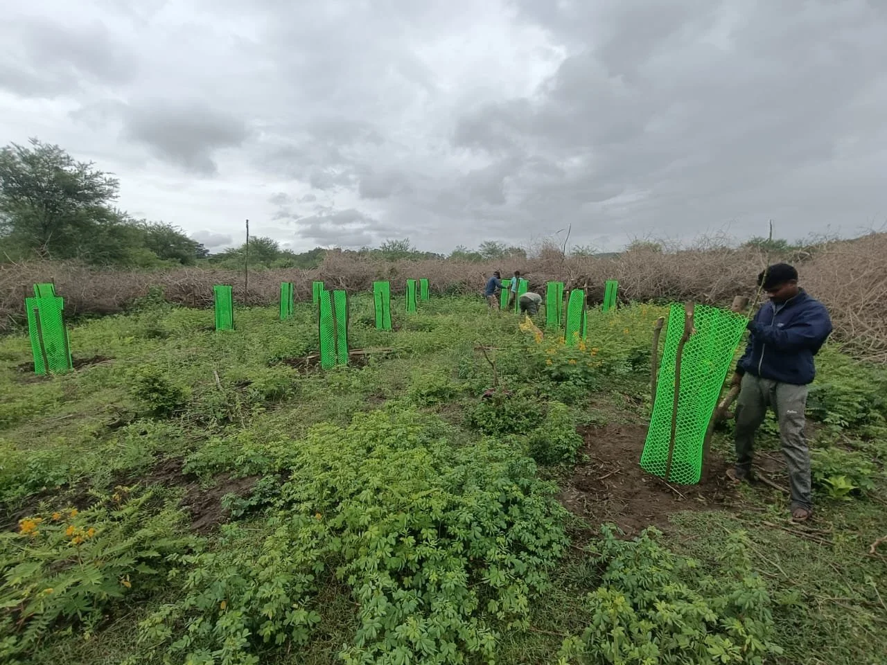 Native species planted with protection from wild harbivores 