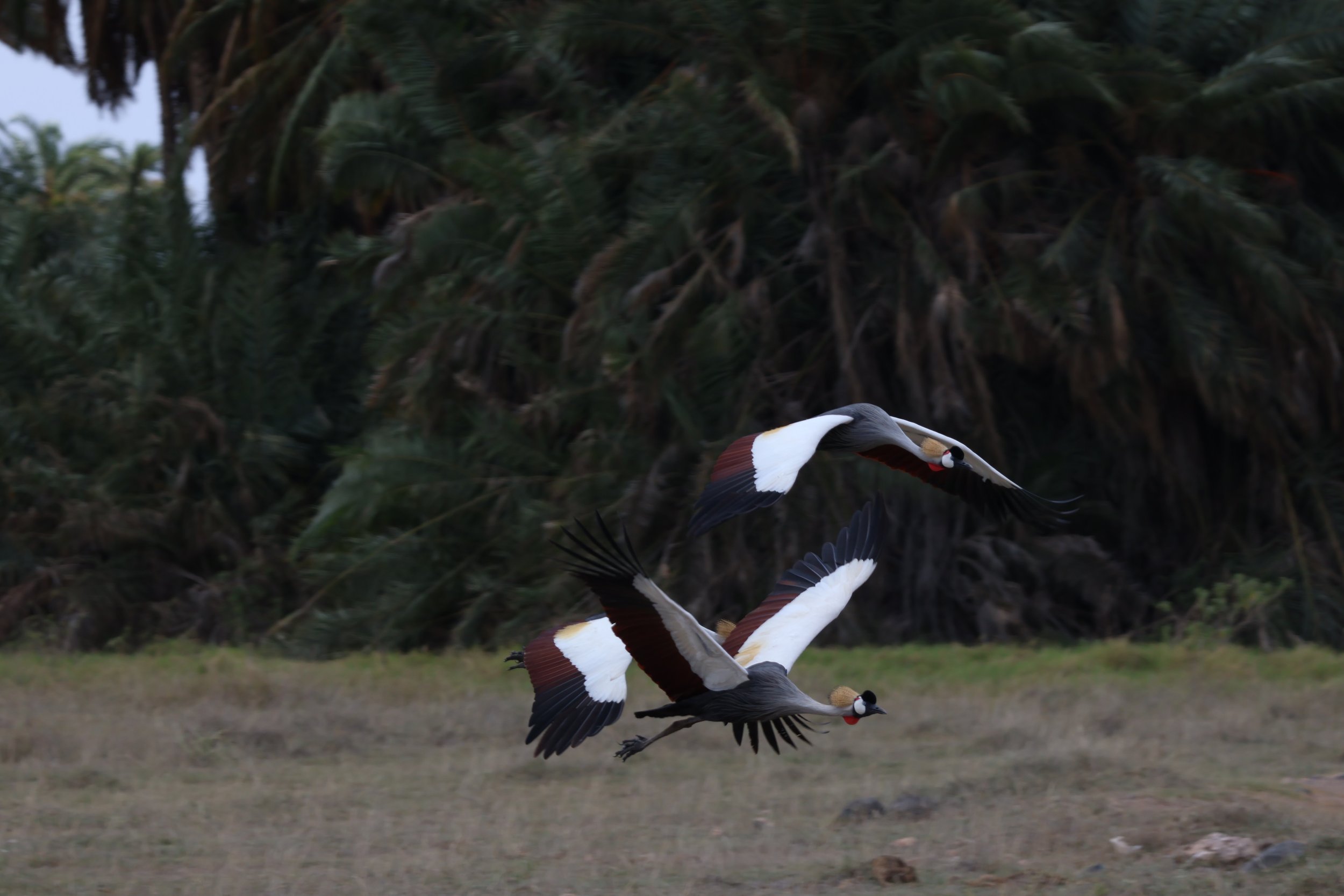 Crown crane, Amboseli National Park