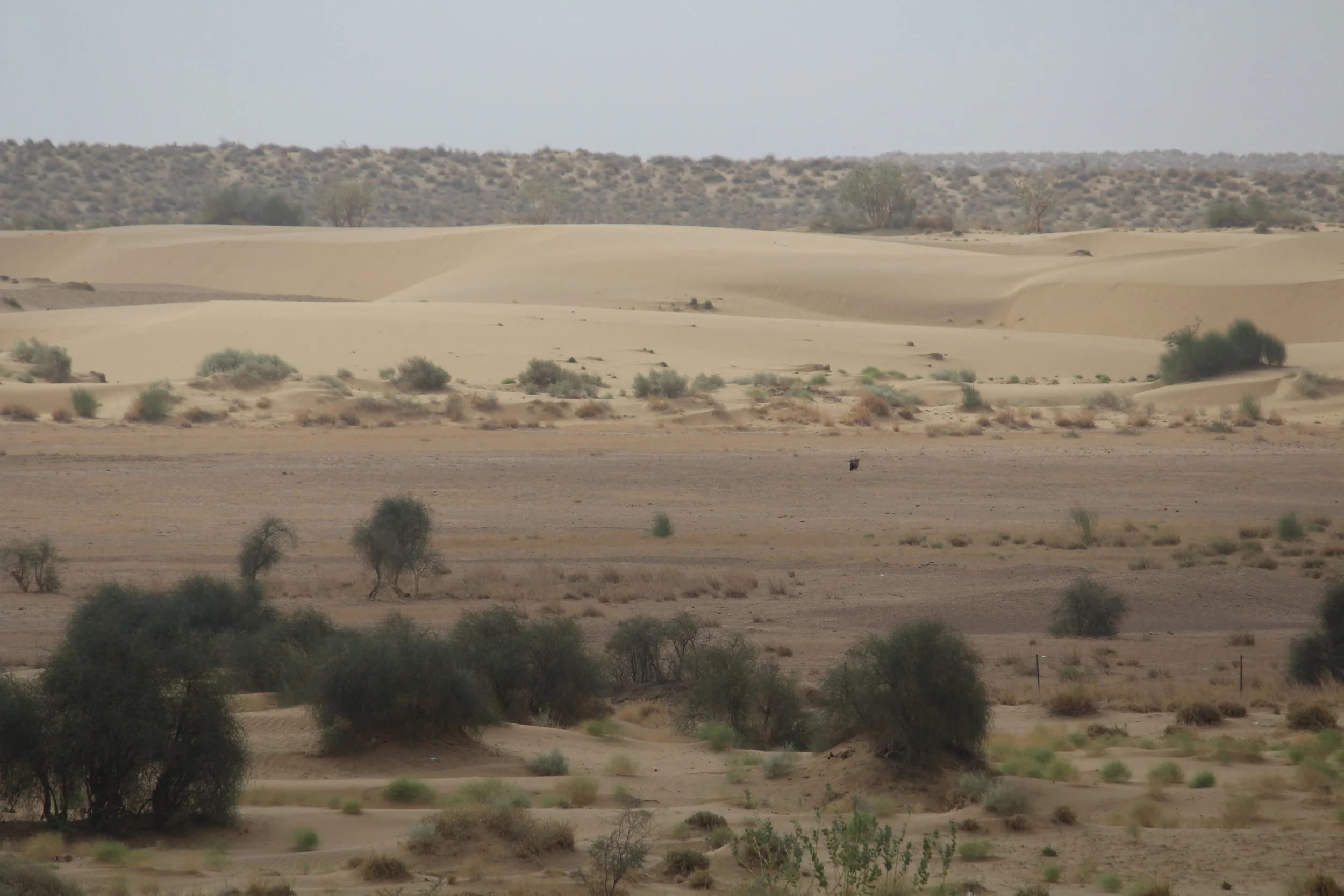 Thar Desert