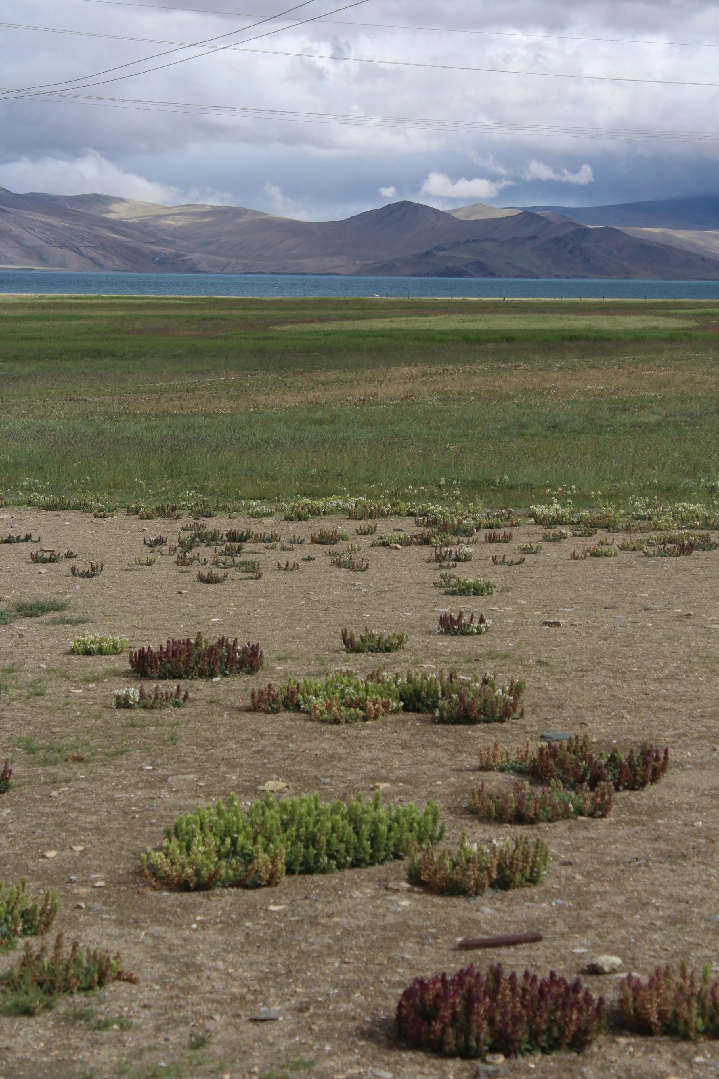 high-altitude cold desert landscape of Ladakh