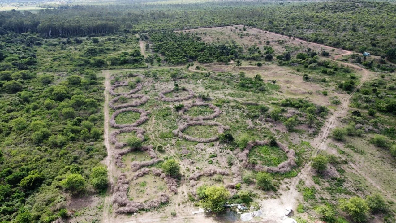Lantana biomass rings used to protect planted areas