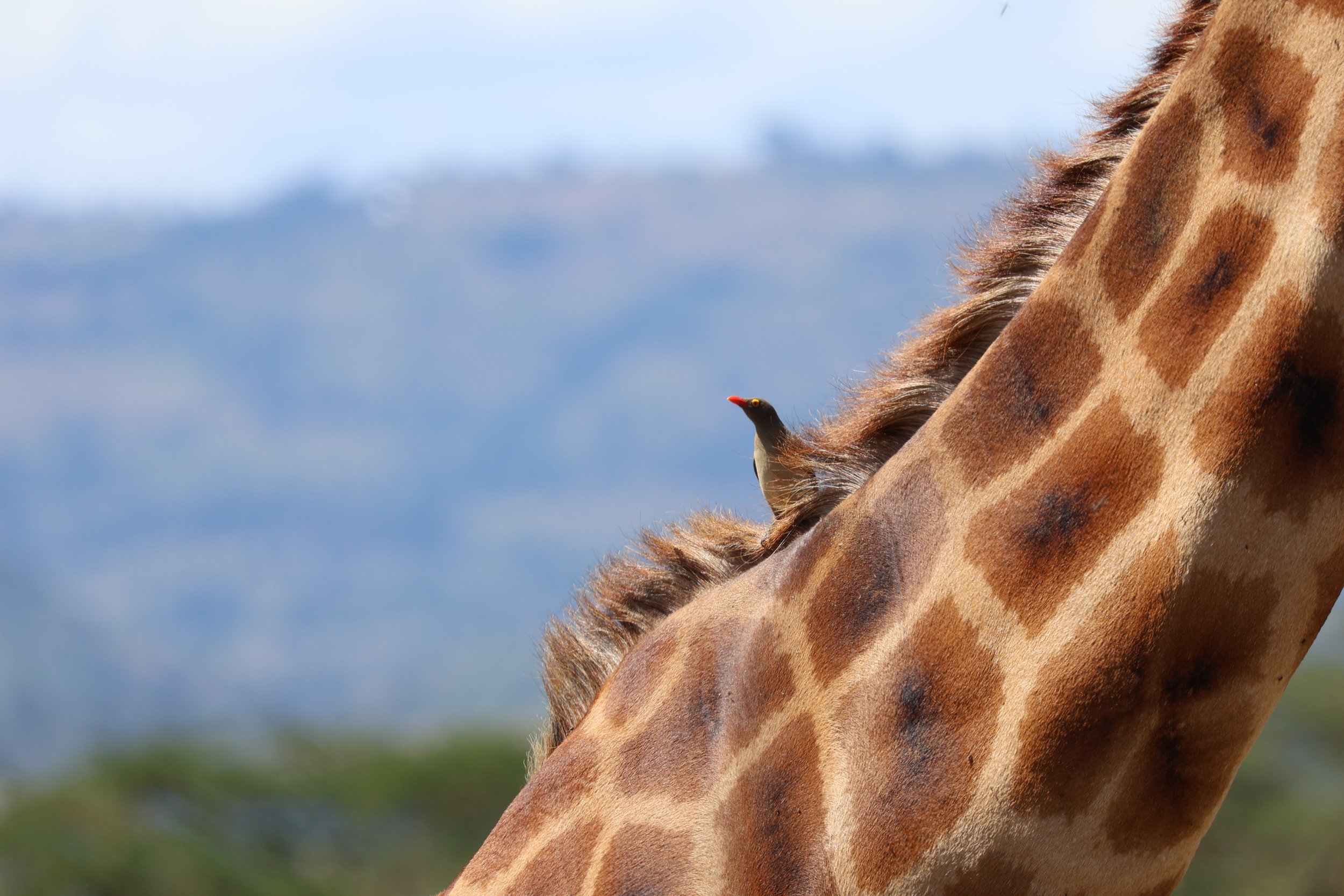 Maasai Mara National Reserve