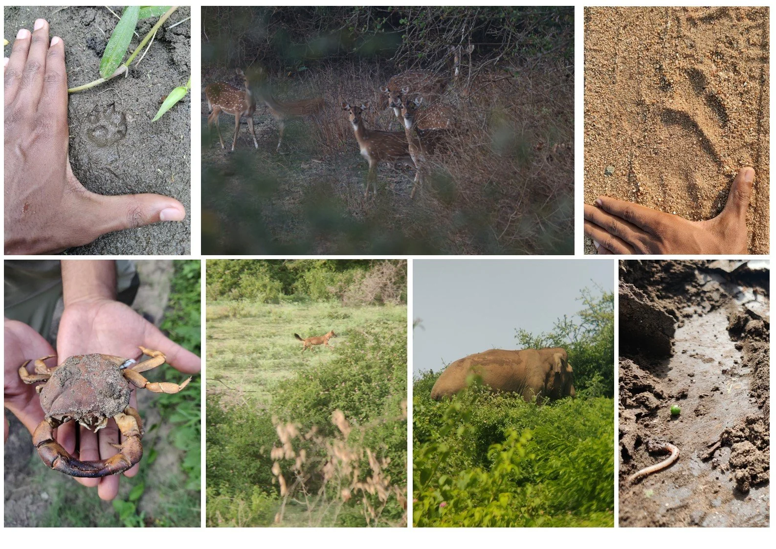 Documenting biodiversity within the restoration site.
